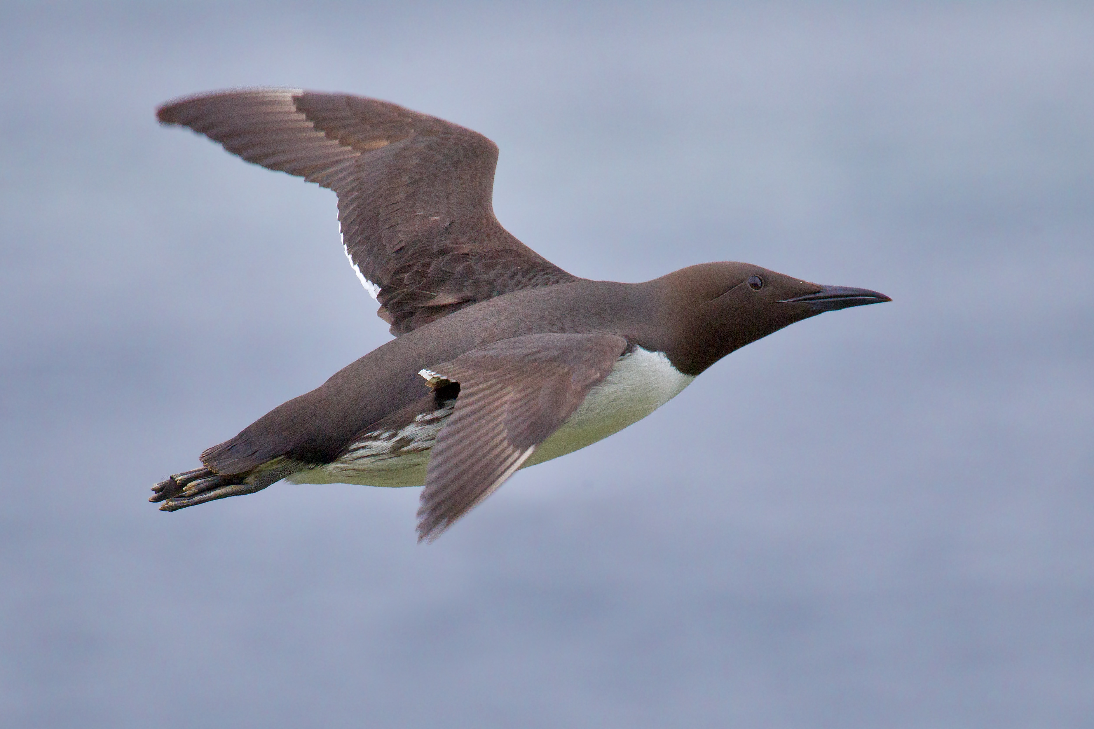 Common Murre
