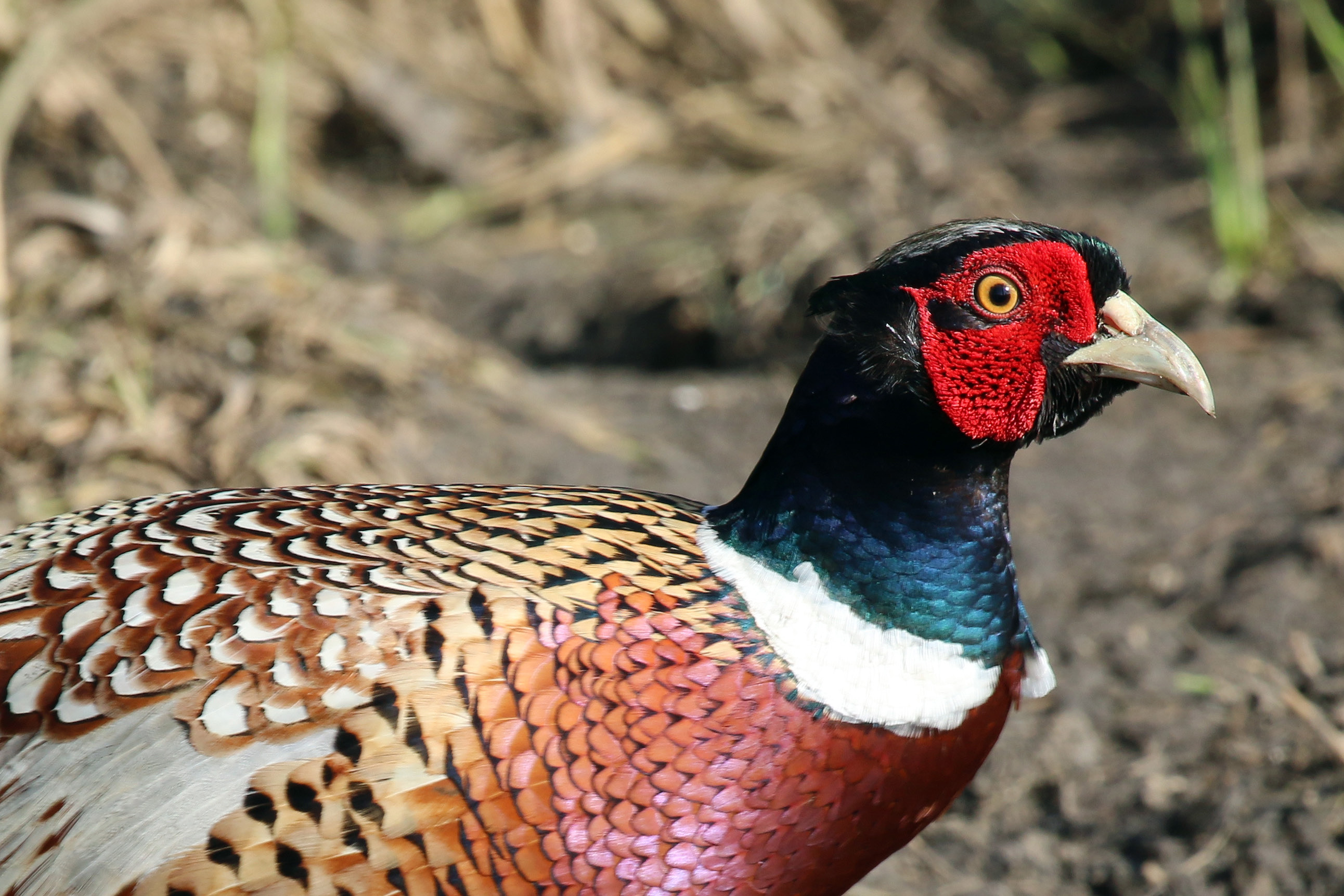 Common pheasant (Phasianus colchicus) male