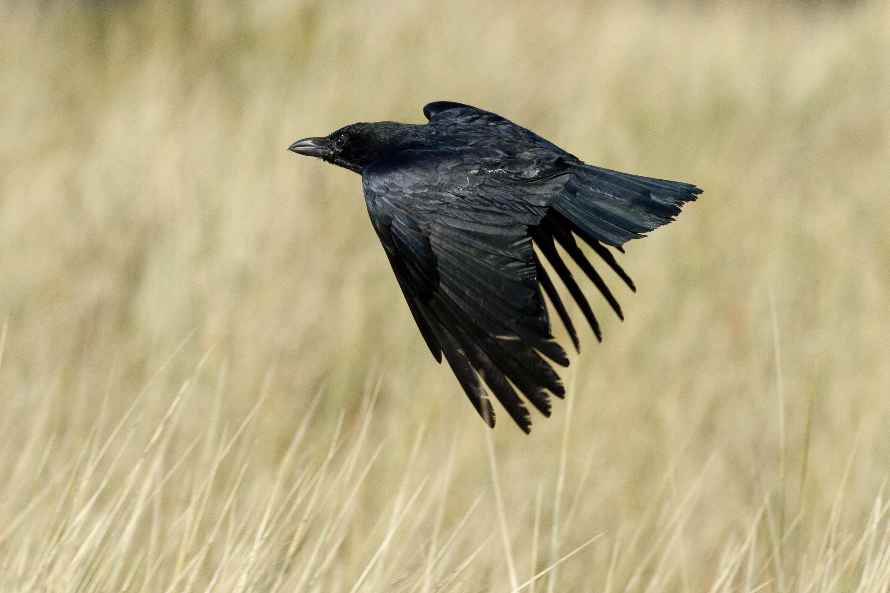 Common Raven in Jersey