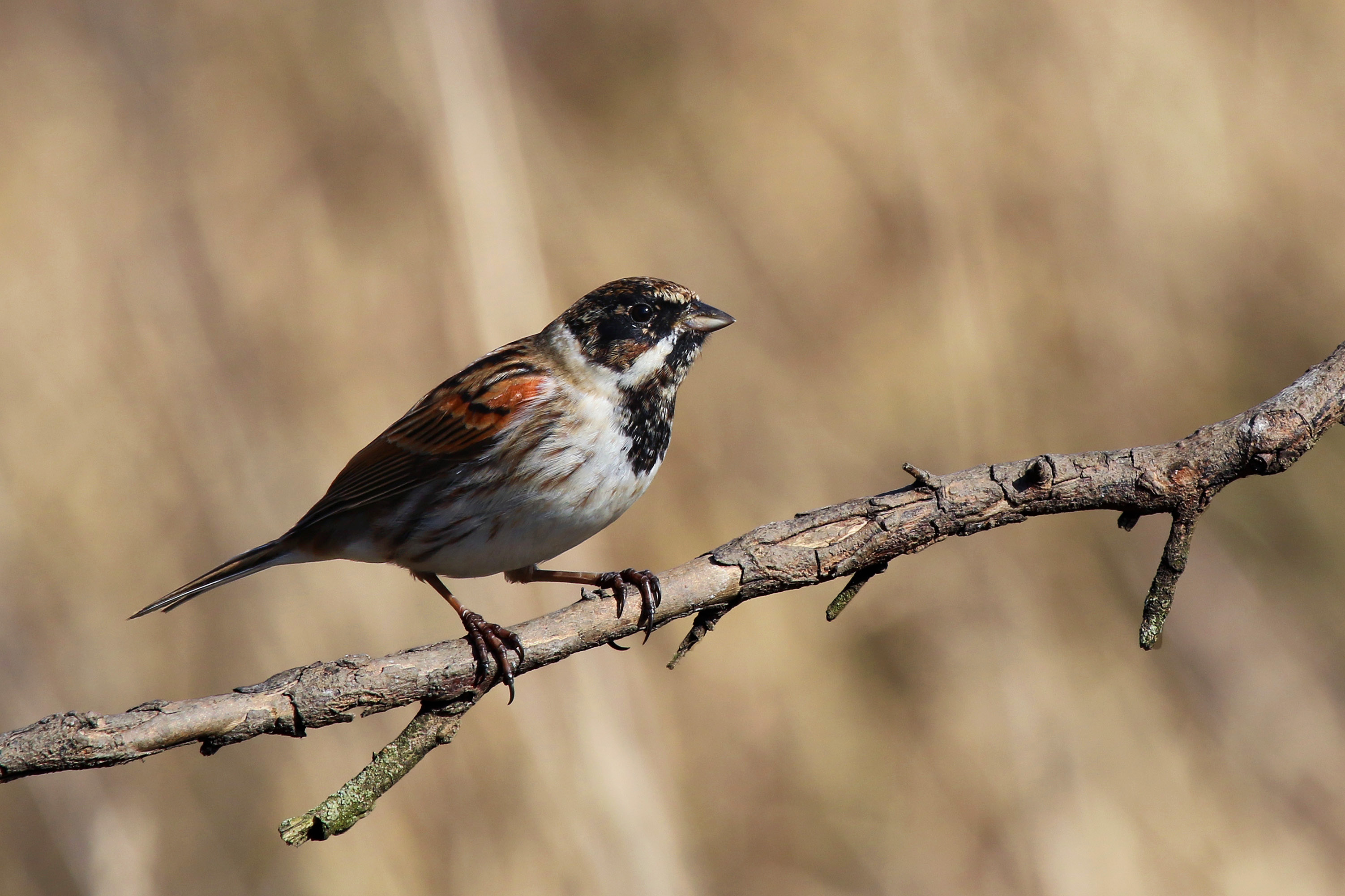 Common reed bunting (emberiza schoeniclus) male