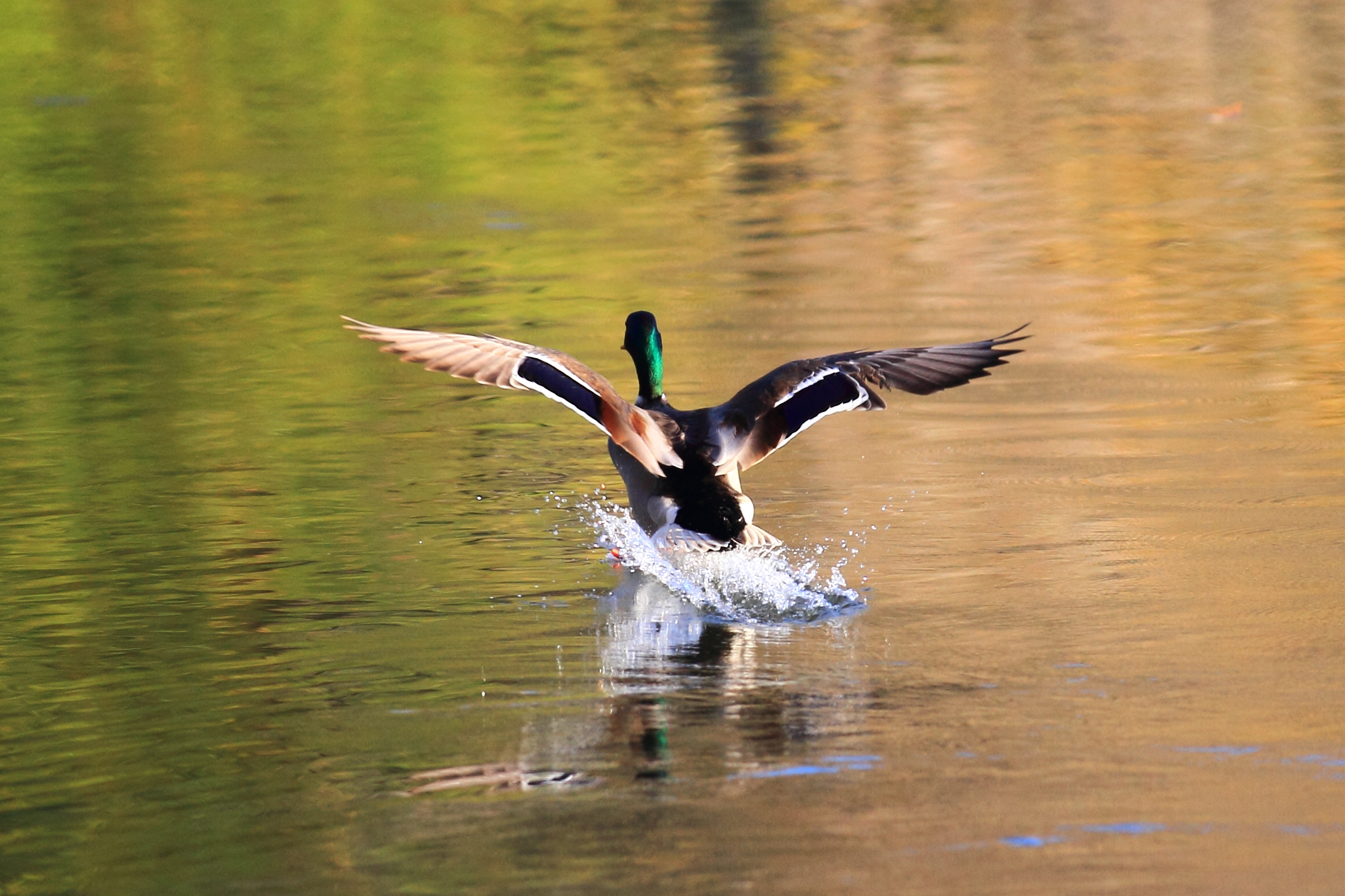Compans lake - Anas platyrhynchos 08