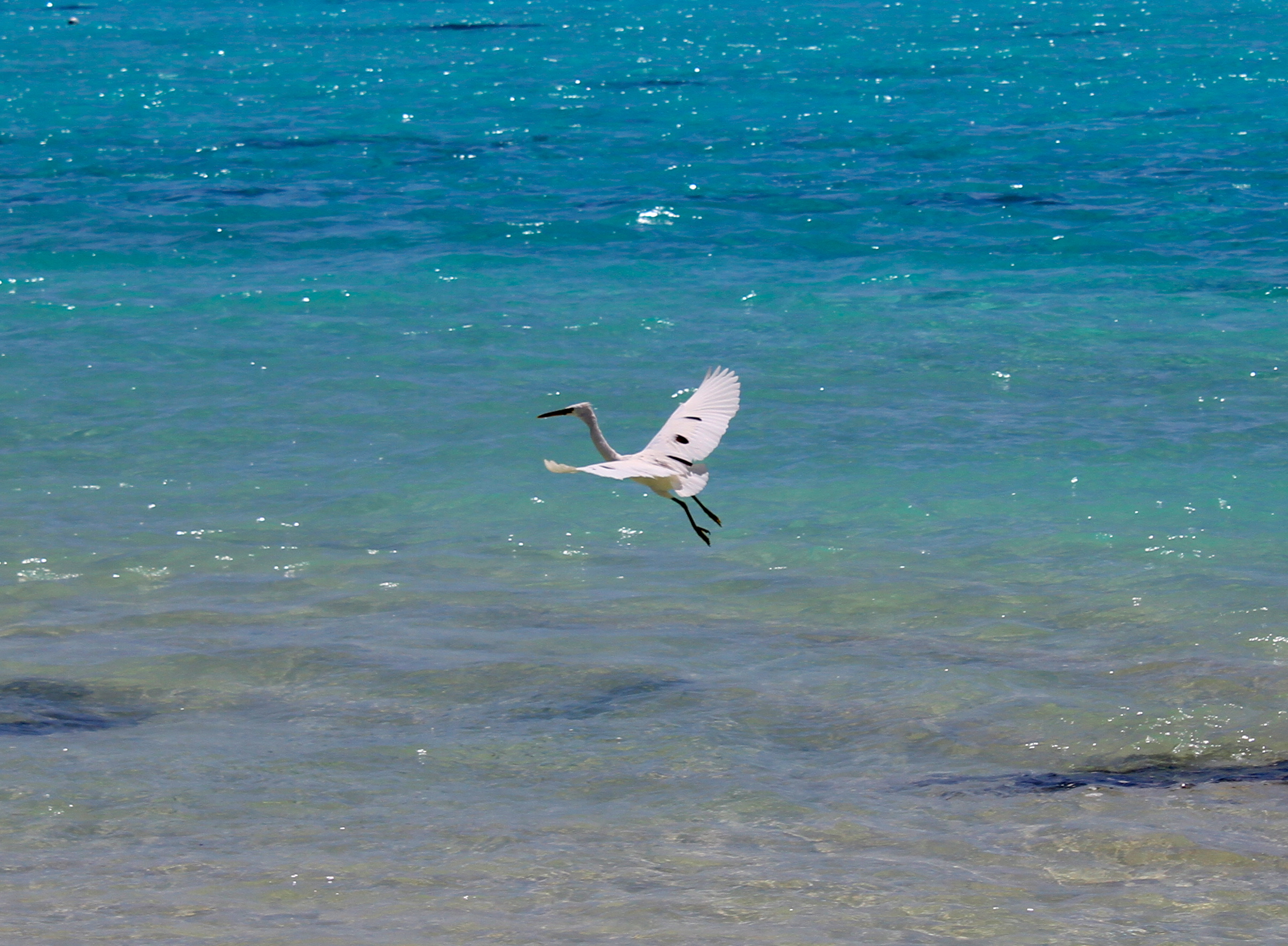 Cook Islands IMG 5349 2 (8451963721)