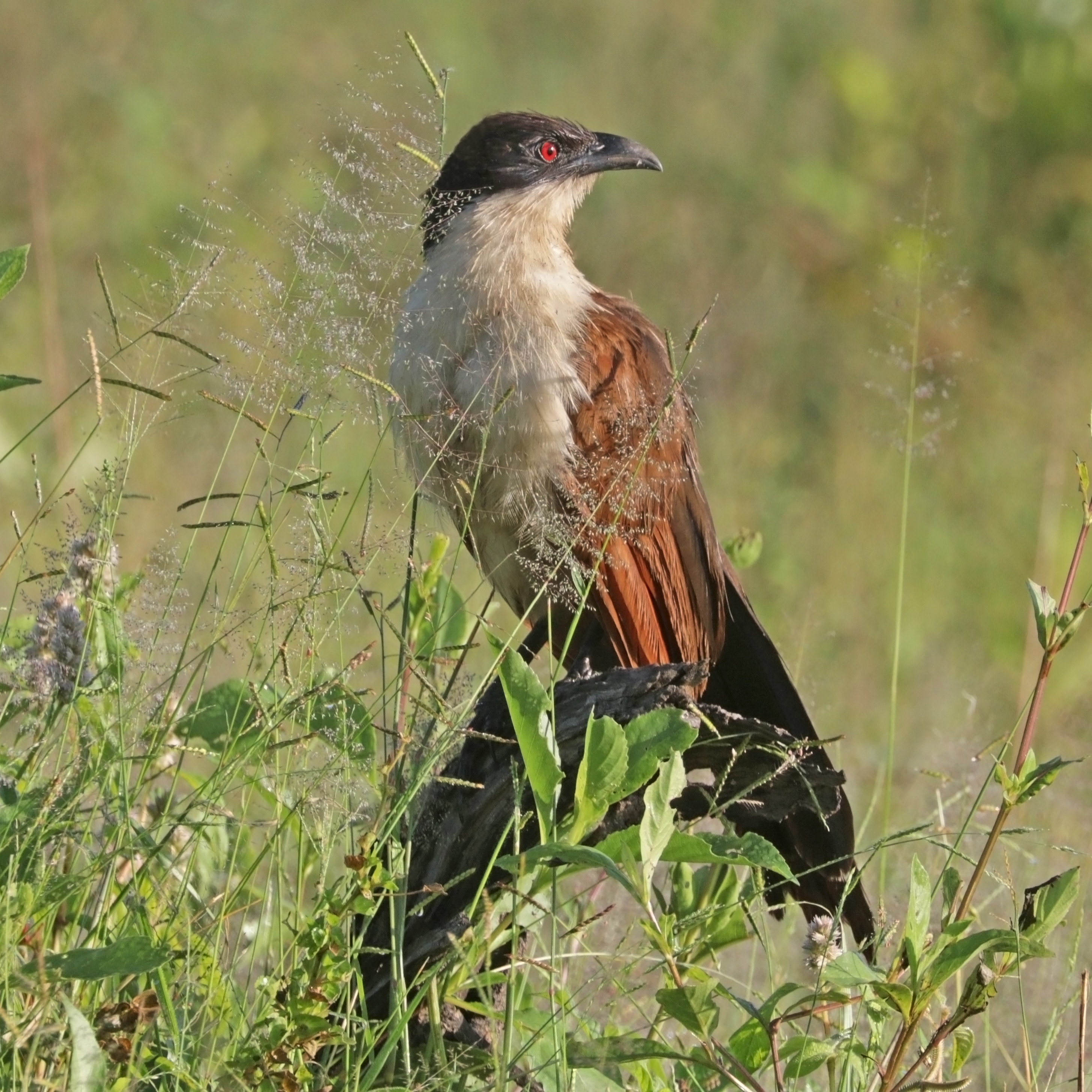 Coppery-tailed coucal (Centropus cupreicaudus)