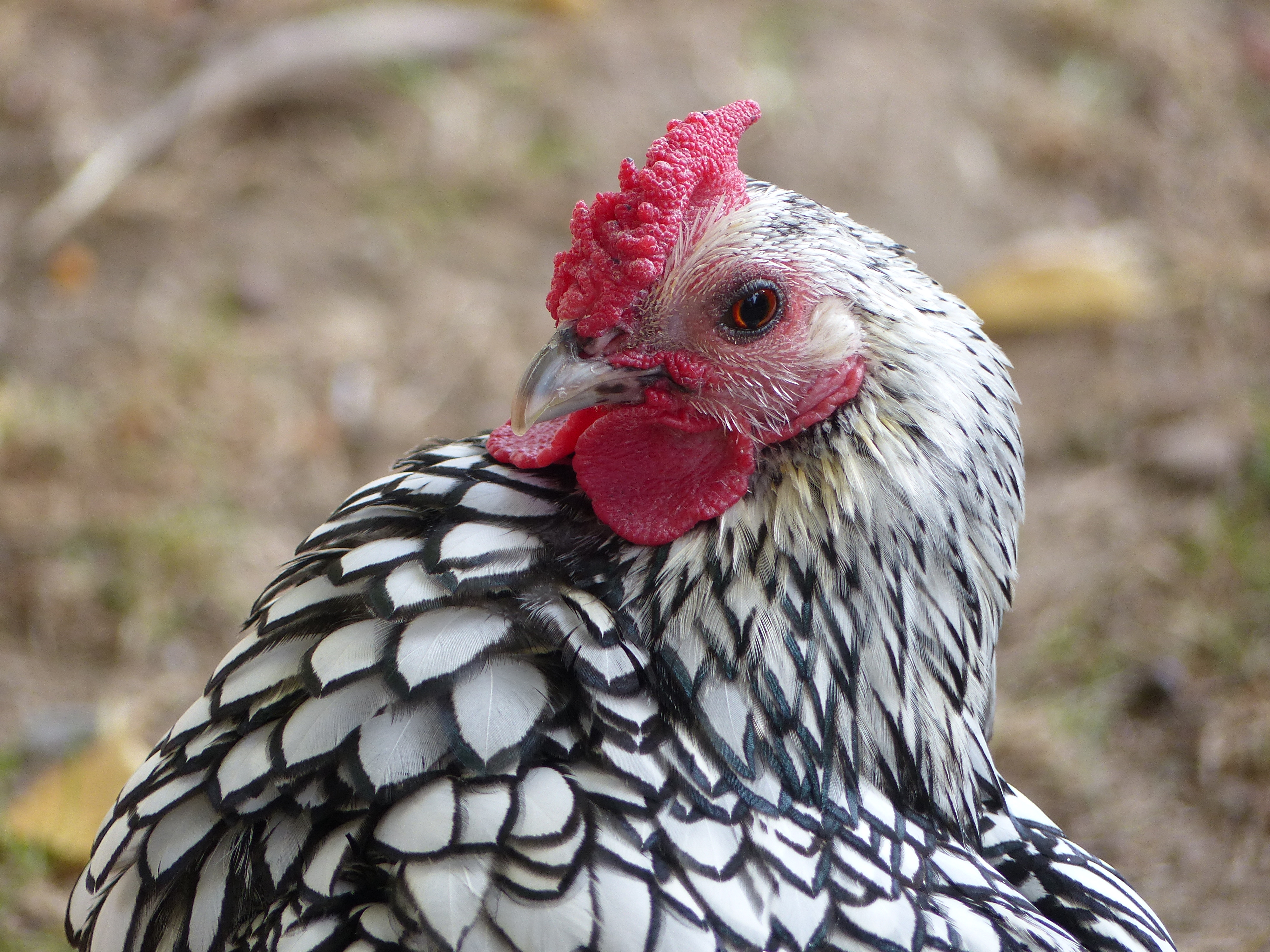 Coq Sebright - jardin botanique de Tours