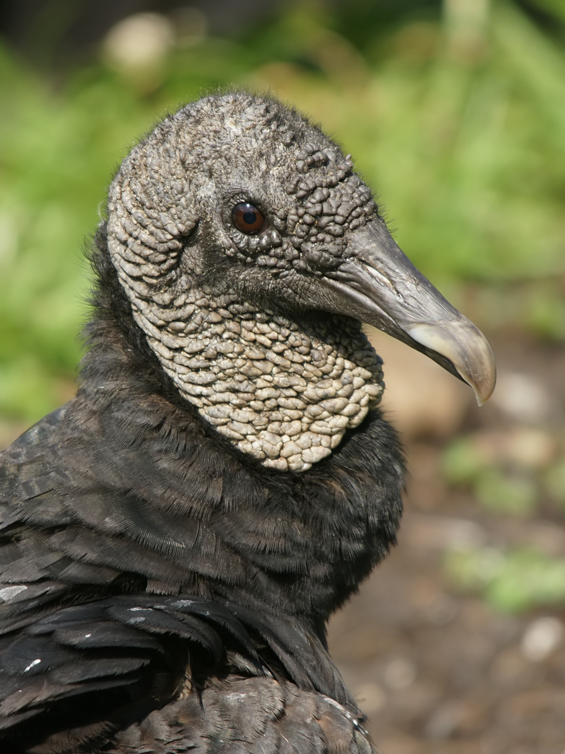 Coragyps atratus (portrait)