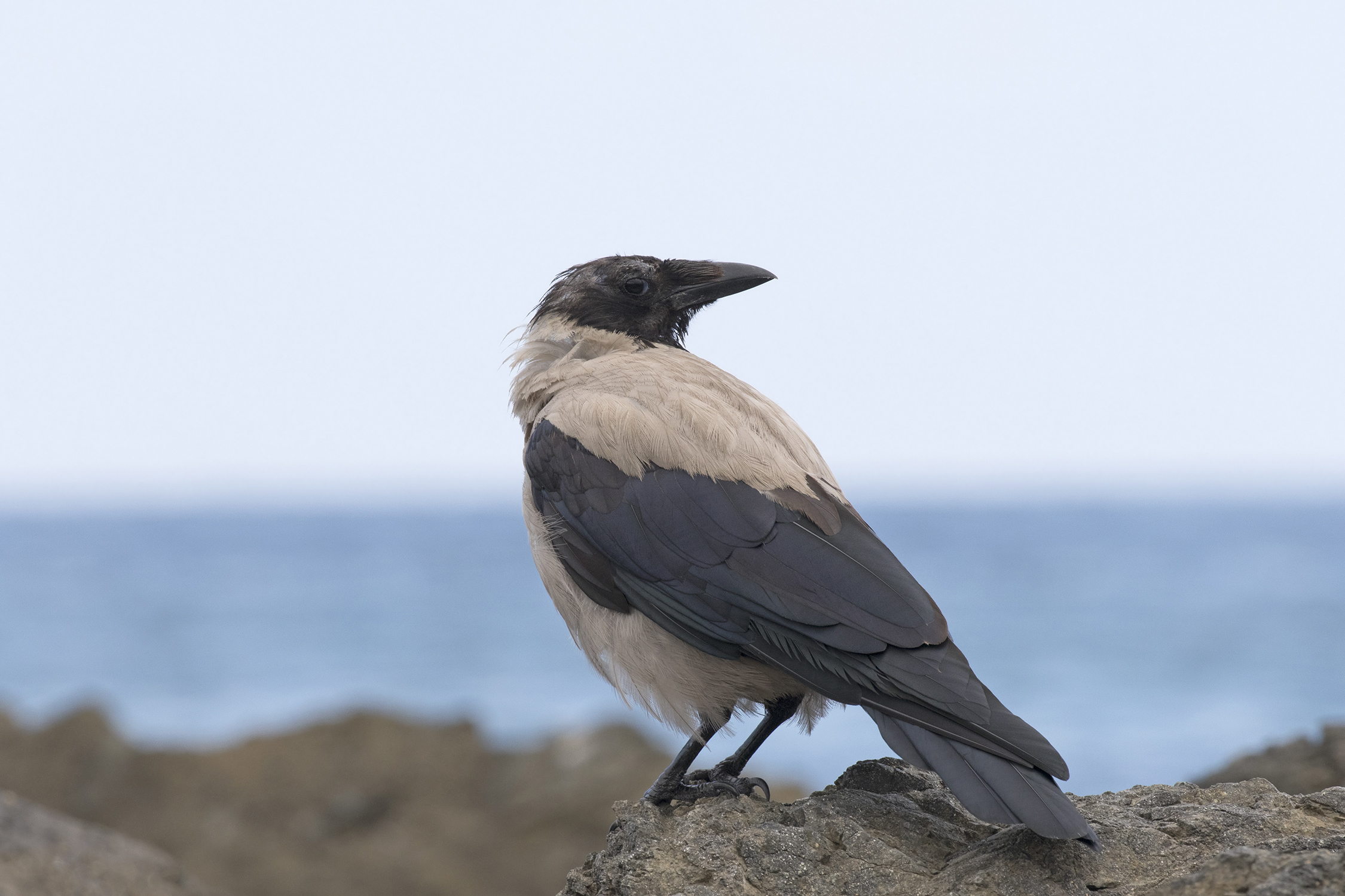 Corvus cornix - Hooded Crow, Giresun 01-4