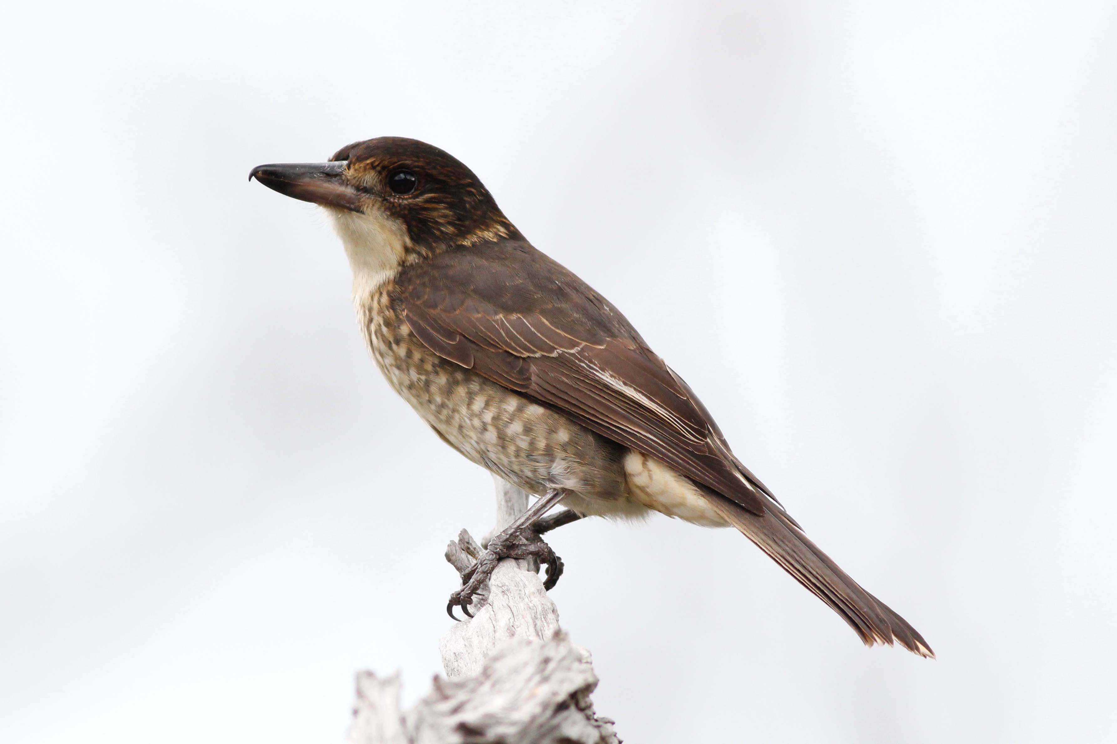 Cracticus torquatus -Braeside Park, Melbourne, Victoria, Australia -juvenile-8