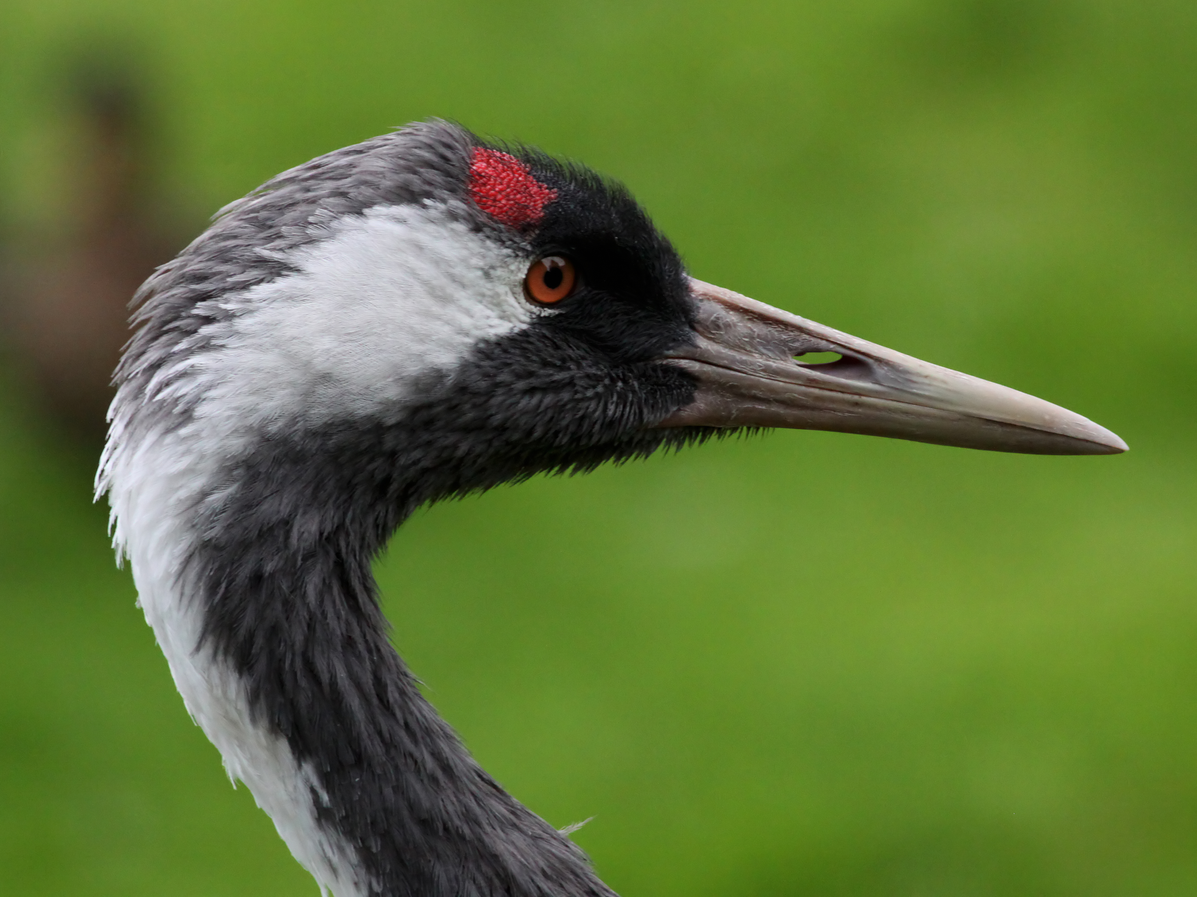 Crane (Grus grus) (3)