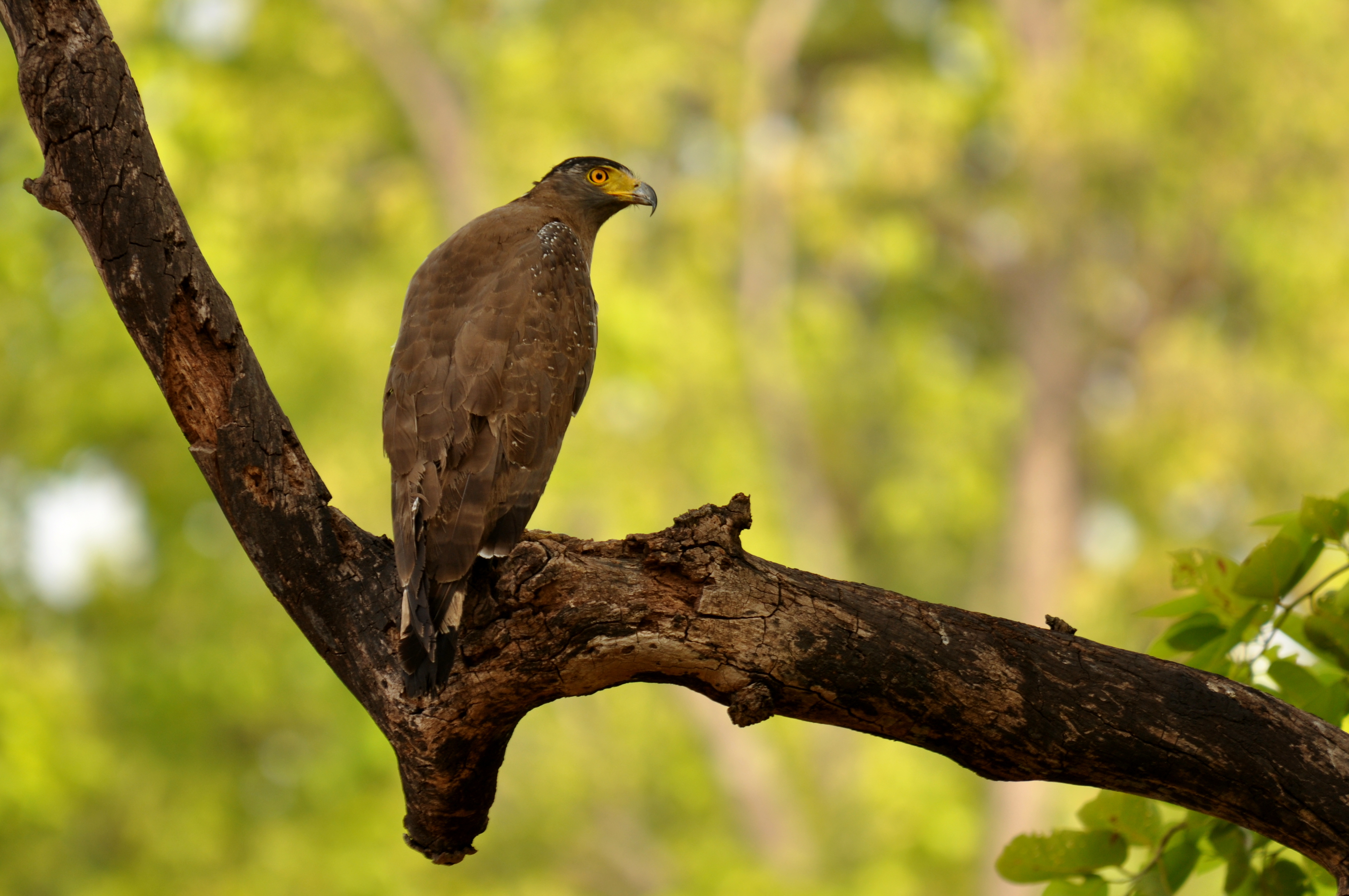 Crested Serpent Eagle 2