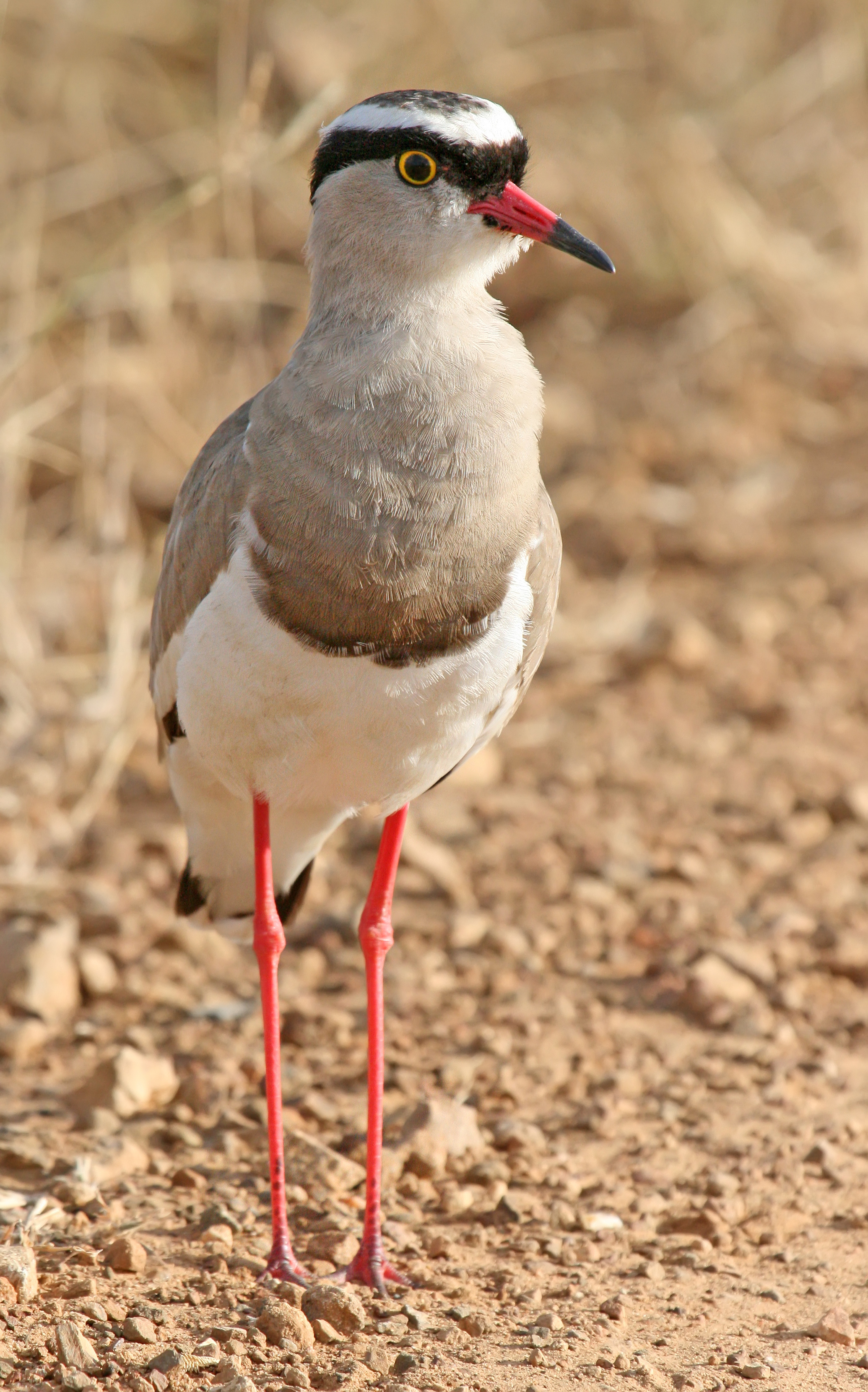 Crowned Lapwing (Vanellus coronatus) Mikumi shadow lift