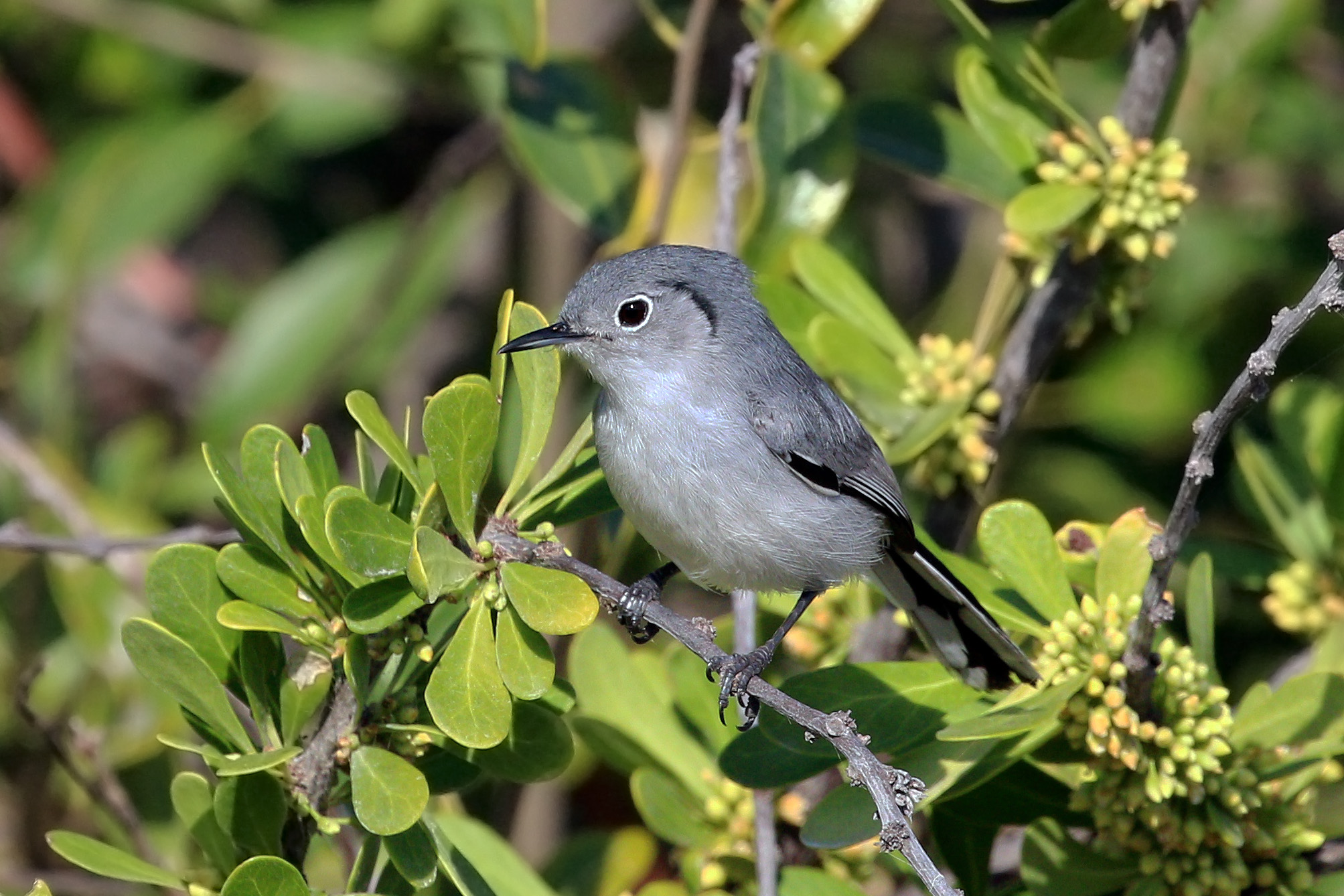Cuban gnatcatcher (Polioptila lembeyei)