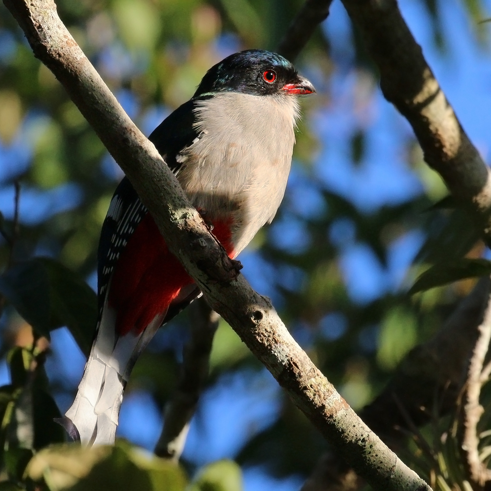 Cuban trogon (Priotelus temnurus)