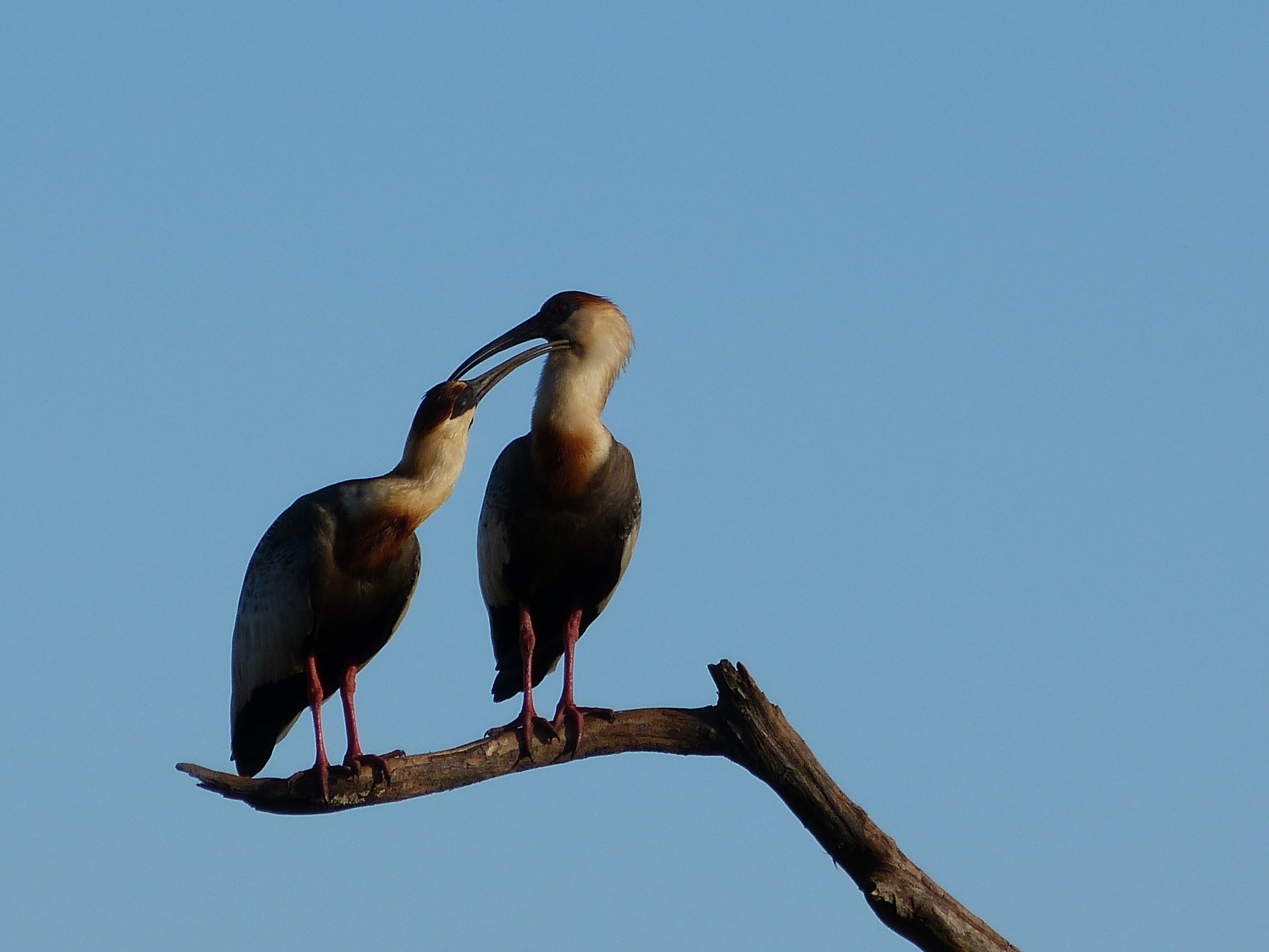 Curicaca (Theristicus Caudatus)