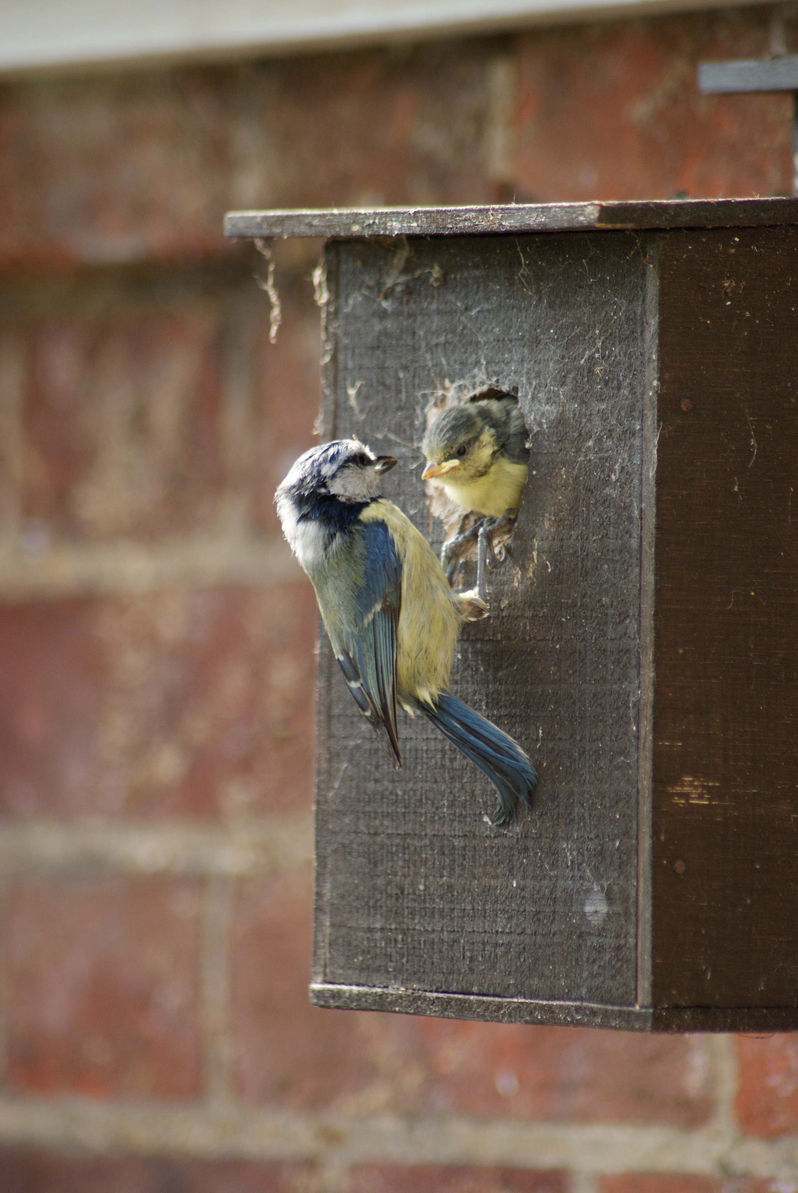 Cyanistes caeruleus -Norfolk, England -adult feeding chick-8 (2)