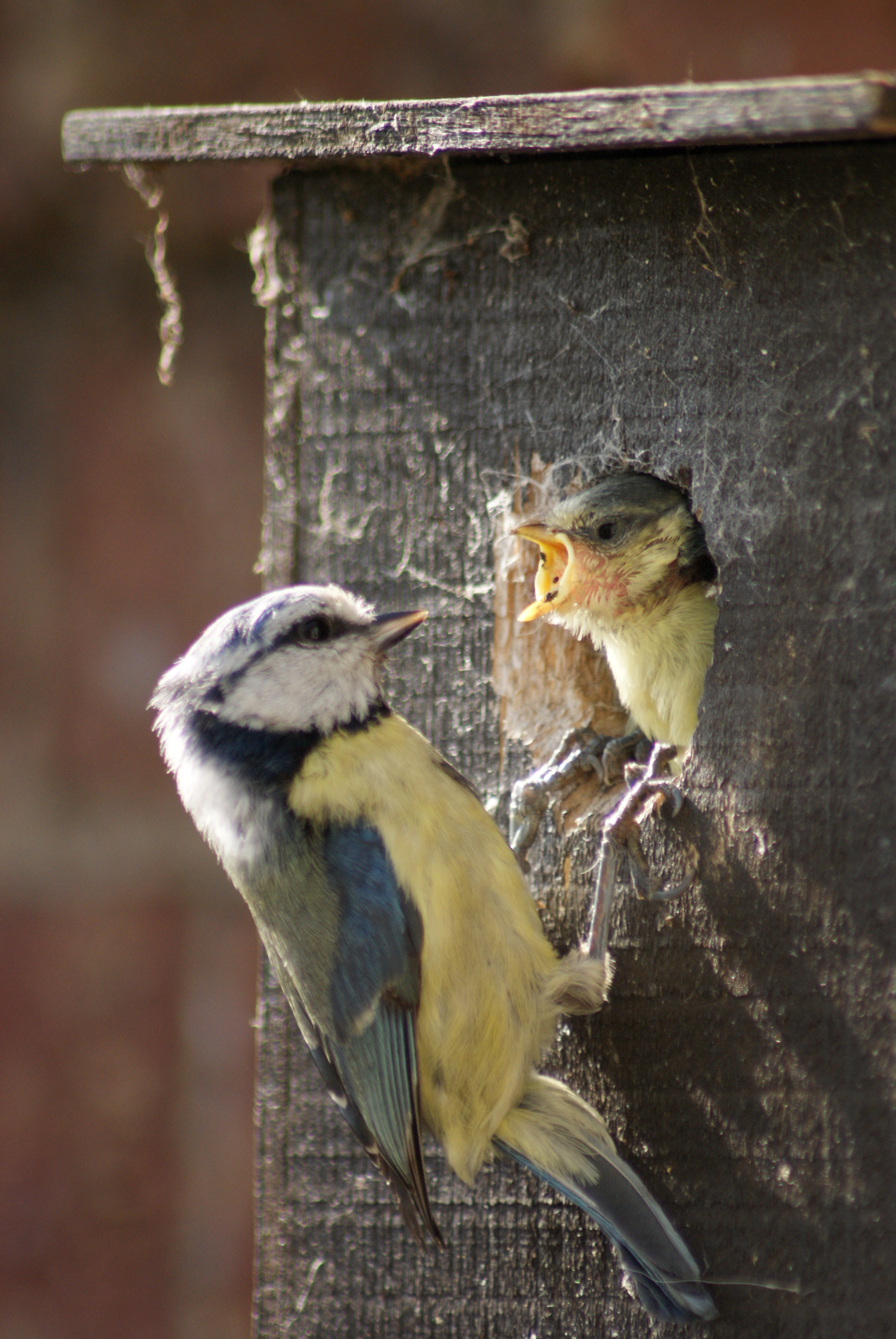 Cyanistes caeruleus -Norfolk, England -adult feeding chick-8 (3)