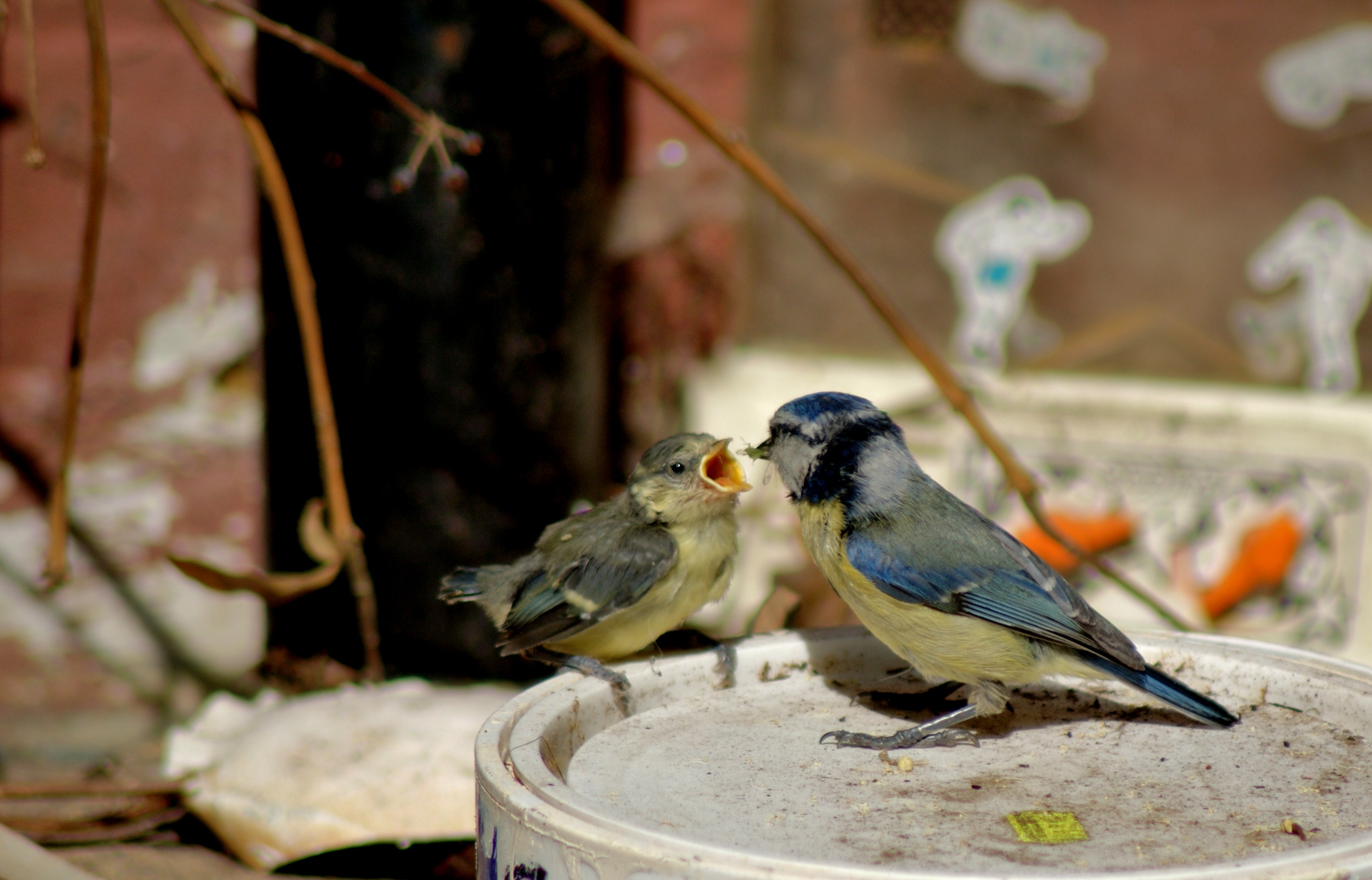 Cyanistes caeruleus -Norfolk, England -adult feeding chick-8 (4)
