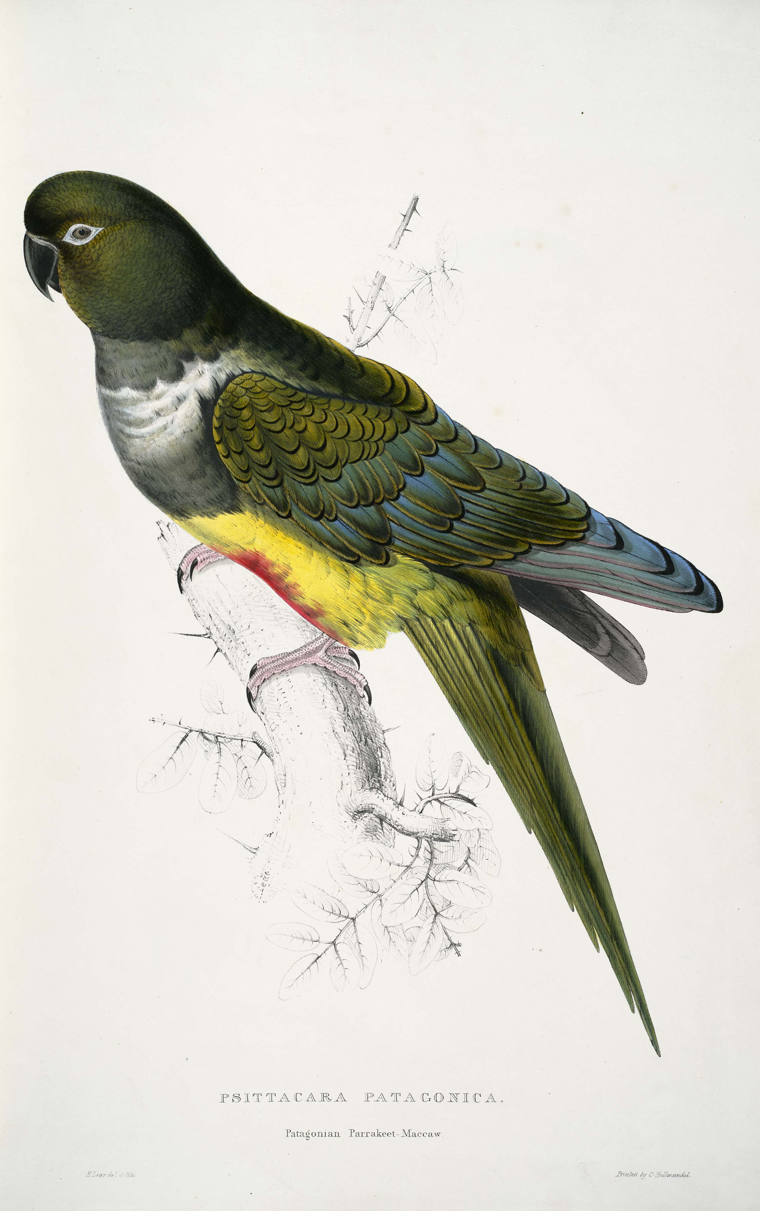 Cyanoliseus patagonus -Psittacara patagonica Patagonian Parrakeet-Maccaw -by Edward Lear 1812-1888