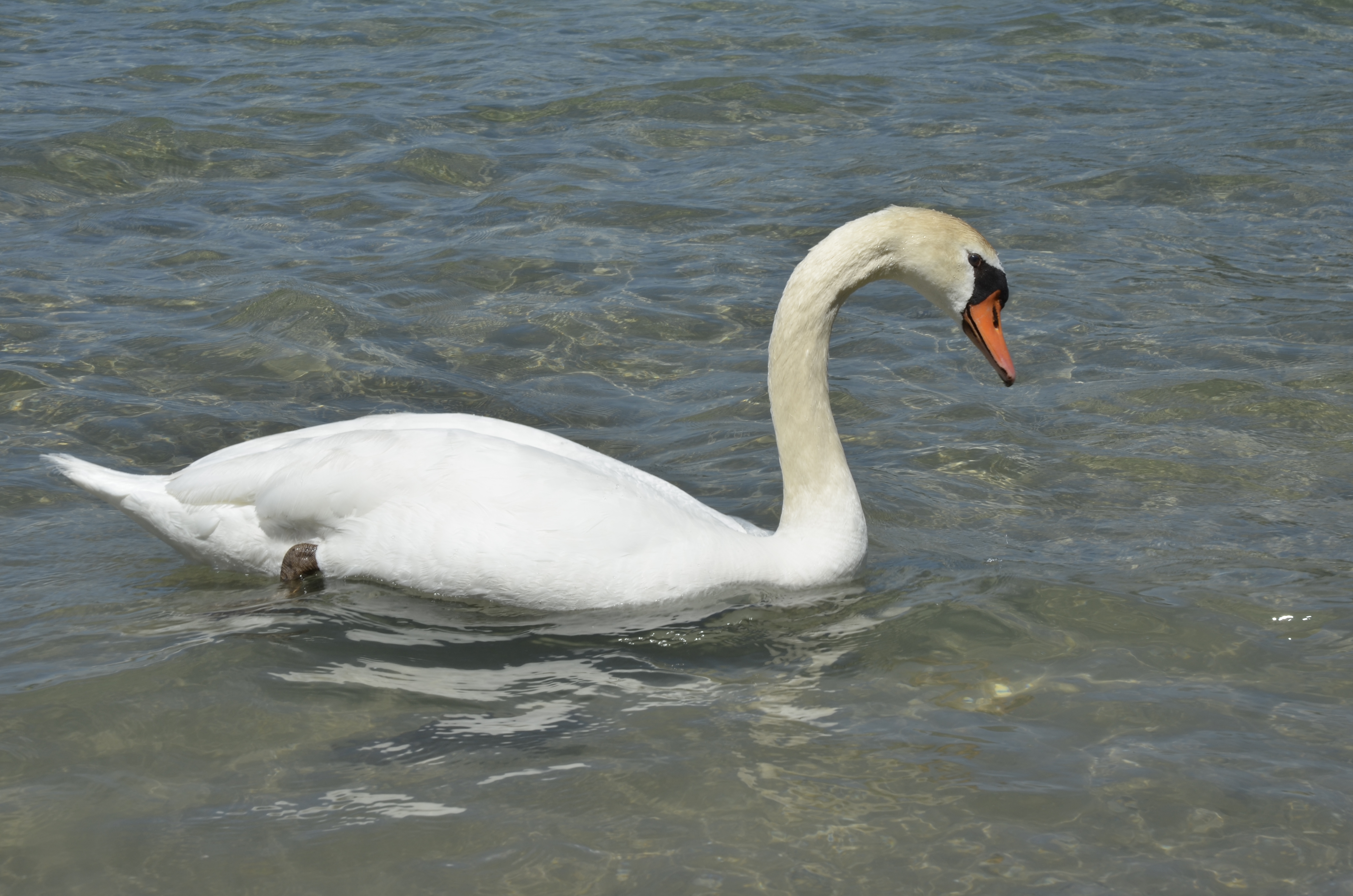 Cygne tuberculé, Annecy, mai 2015