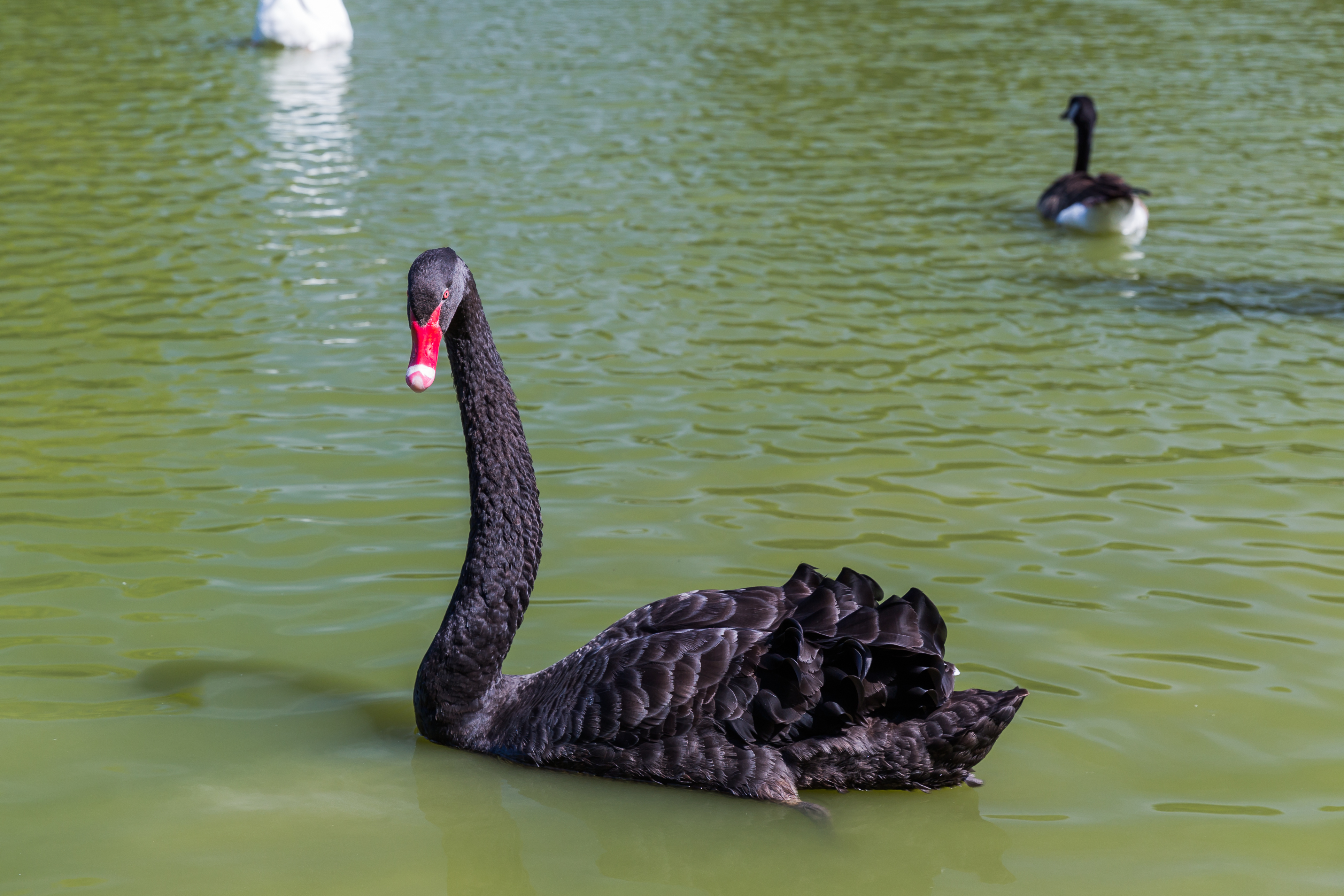 Cygnus atratus (Cygne noir) - 20150806 12h47 (11043)
