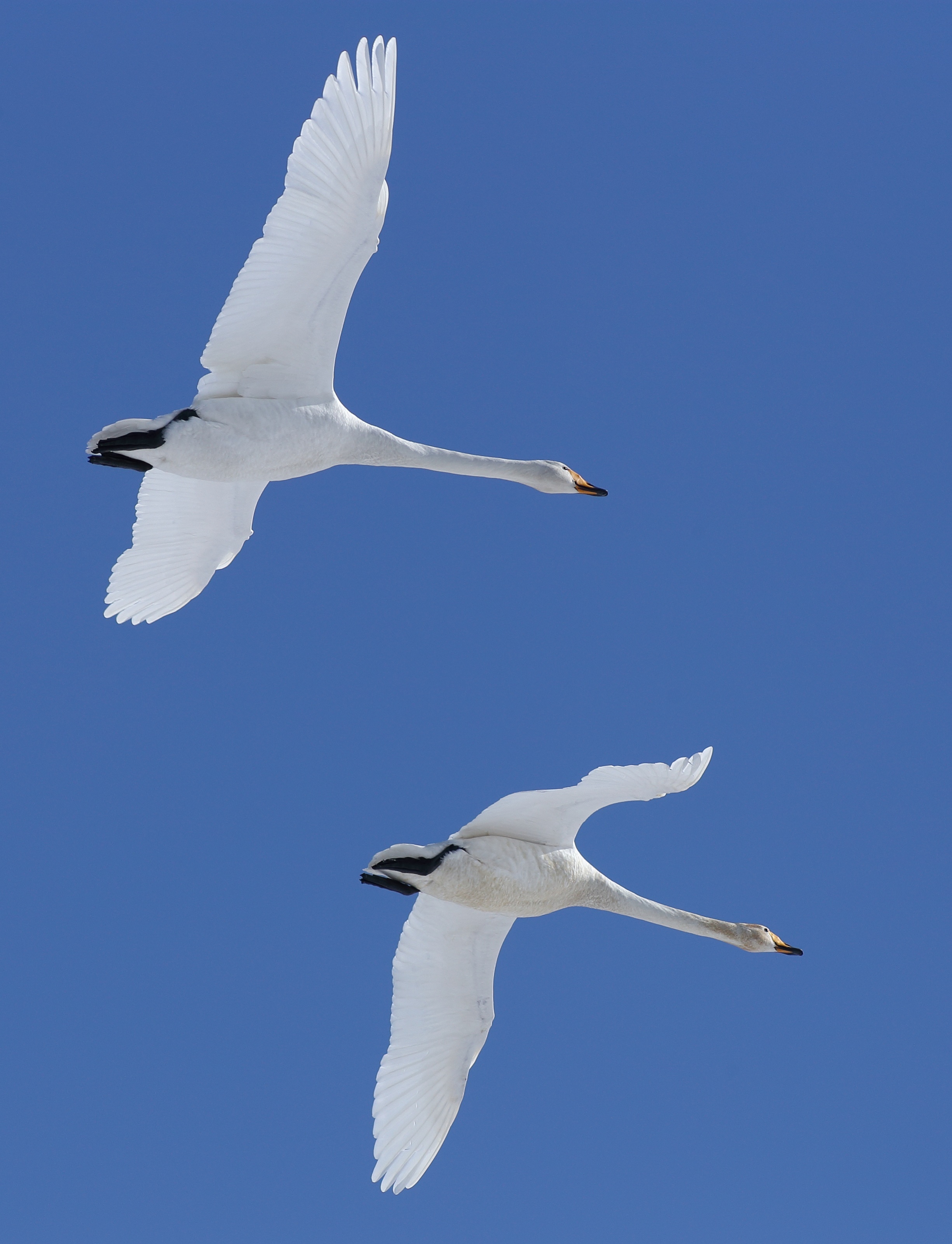 Cygnus cygnus Oulu 20170417 02