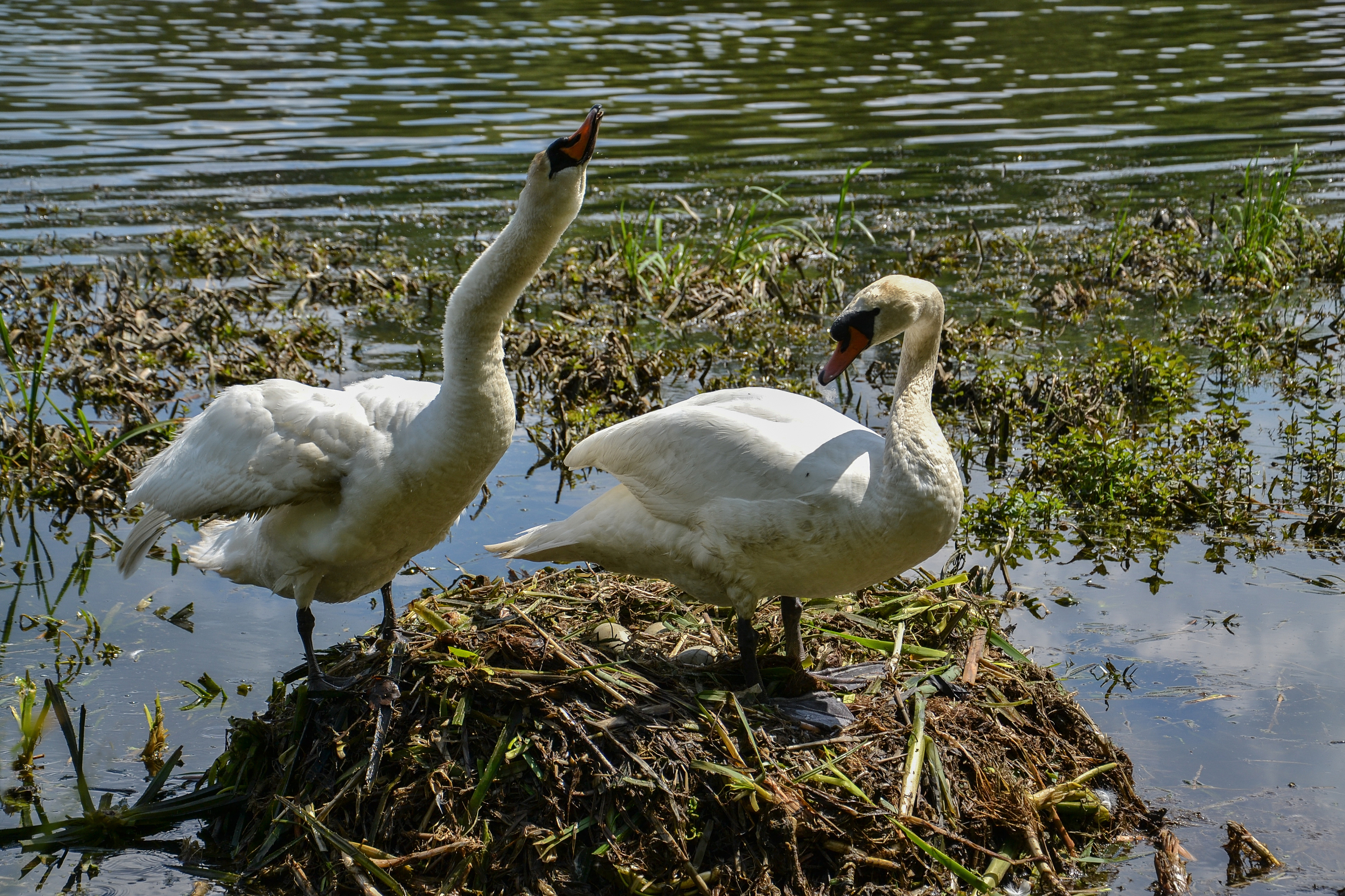 Cygnus olor, Upper Silesia