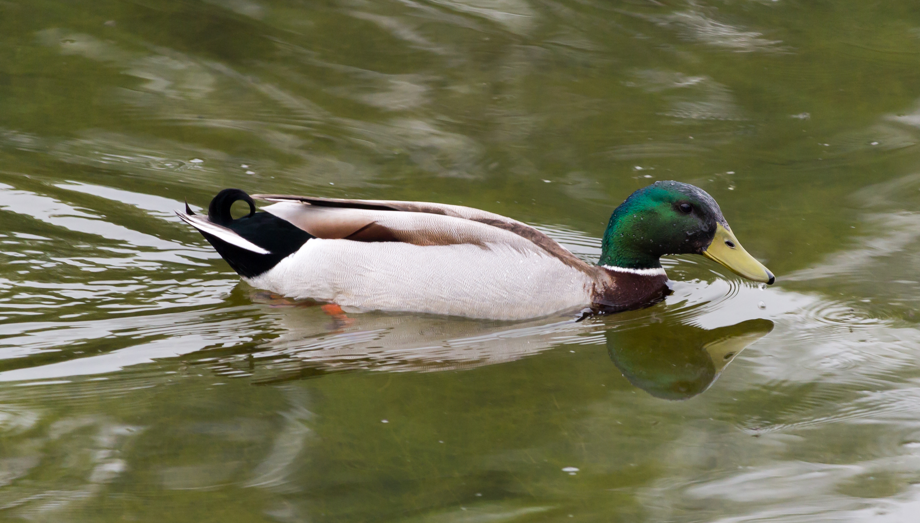 Dülmen, Wildpark -- 2014 -- 7863