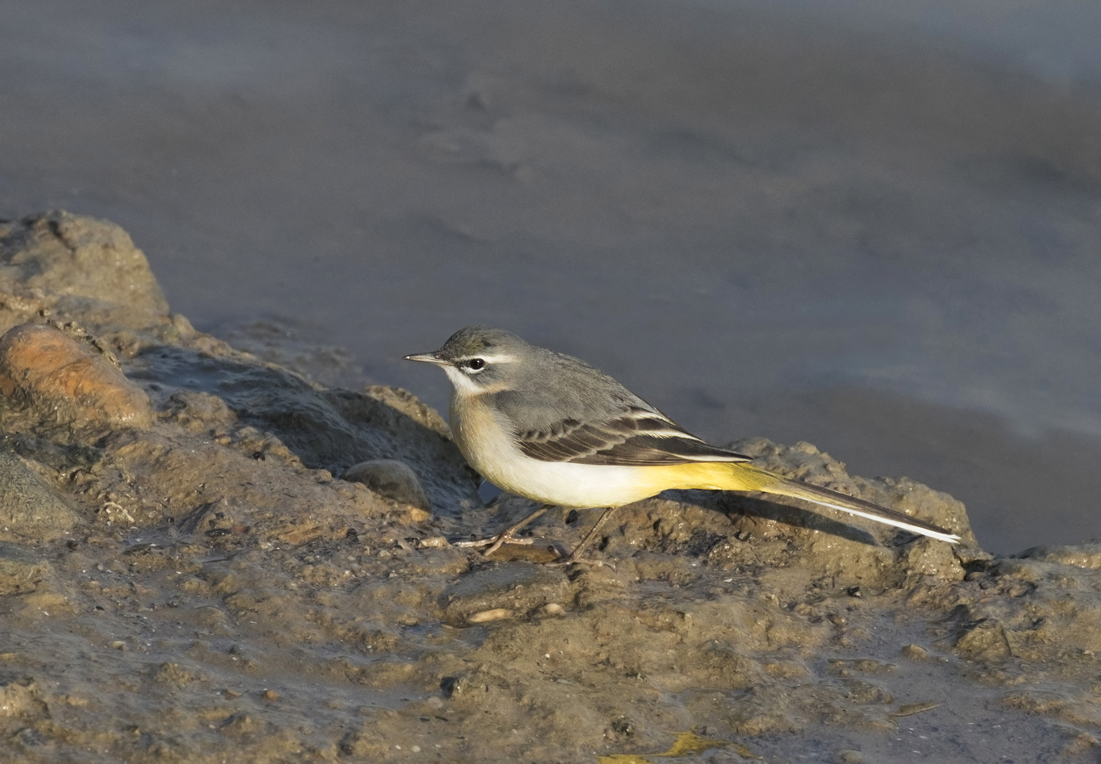 Dağ kuyruksallayanı - Grey Wagtail - Motacilla cinerea 01