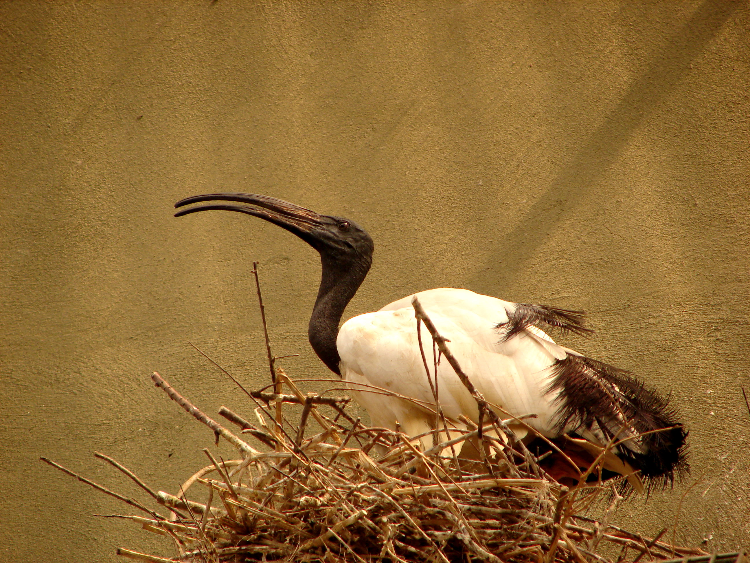 Darica ibis 02966