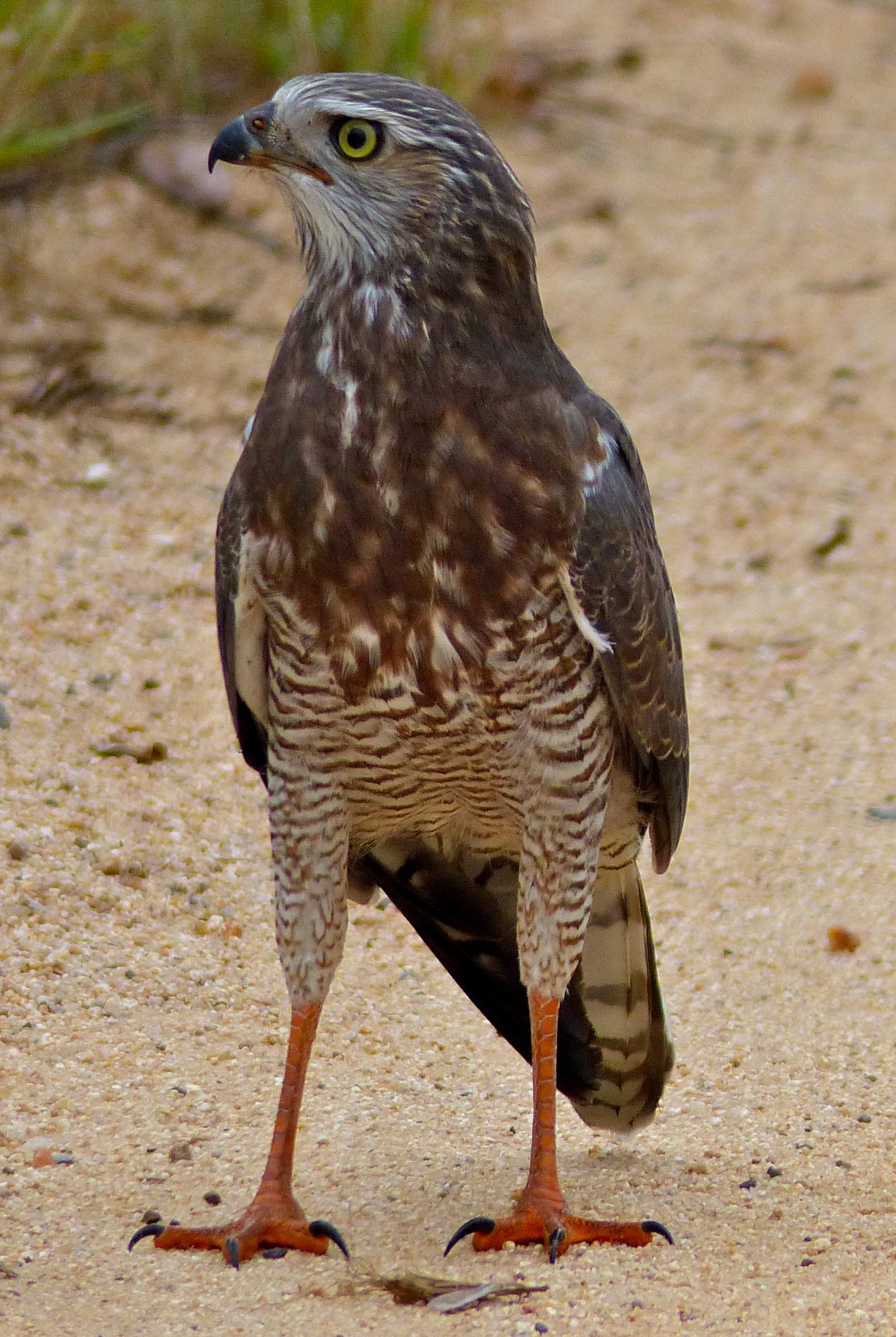 Dark Chanting Goshawk (juvenile)