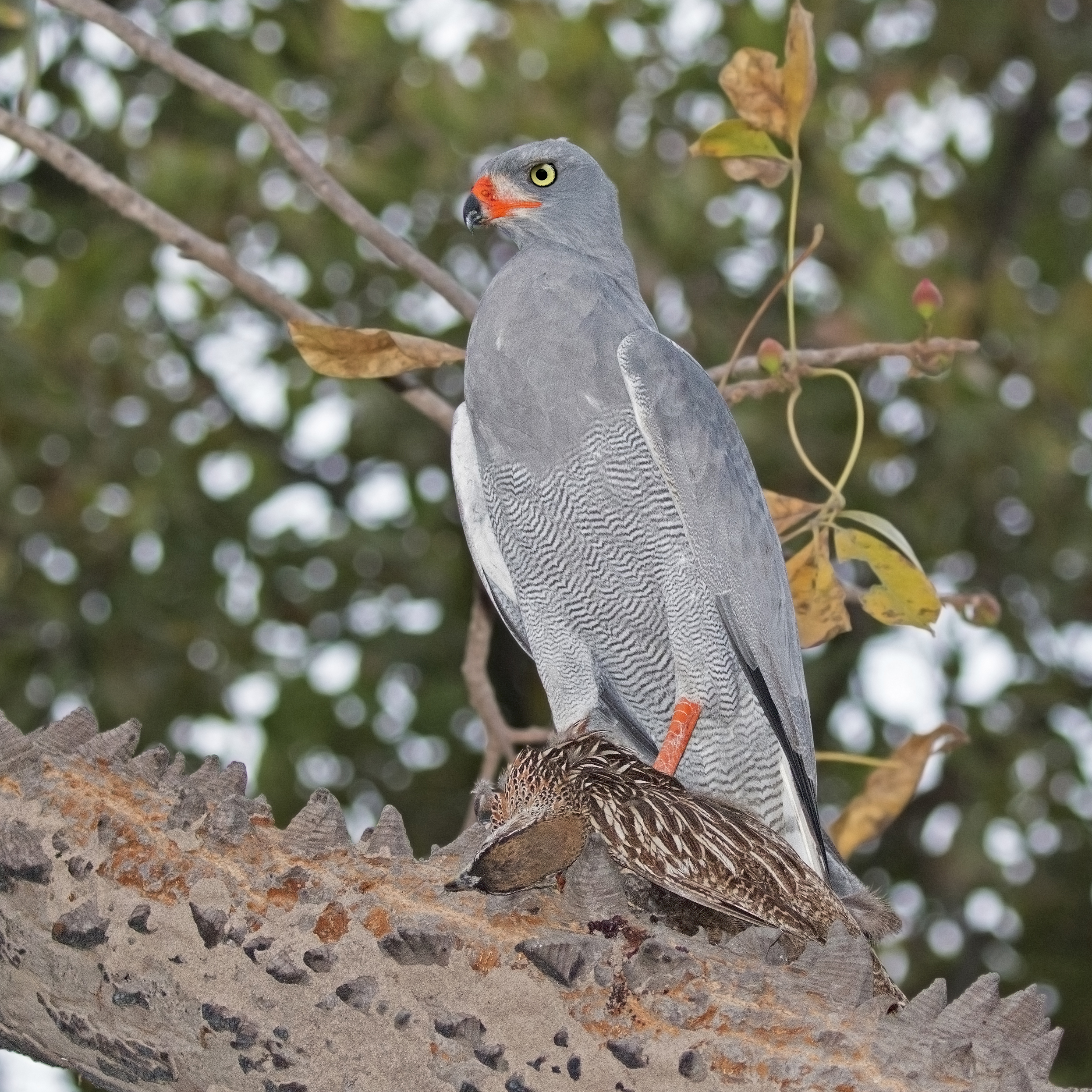 Dark chanting goshawk (Melierax metabates metabates) with francolin