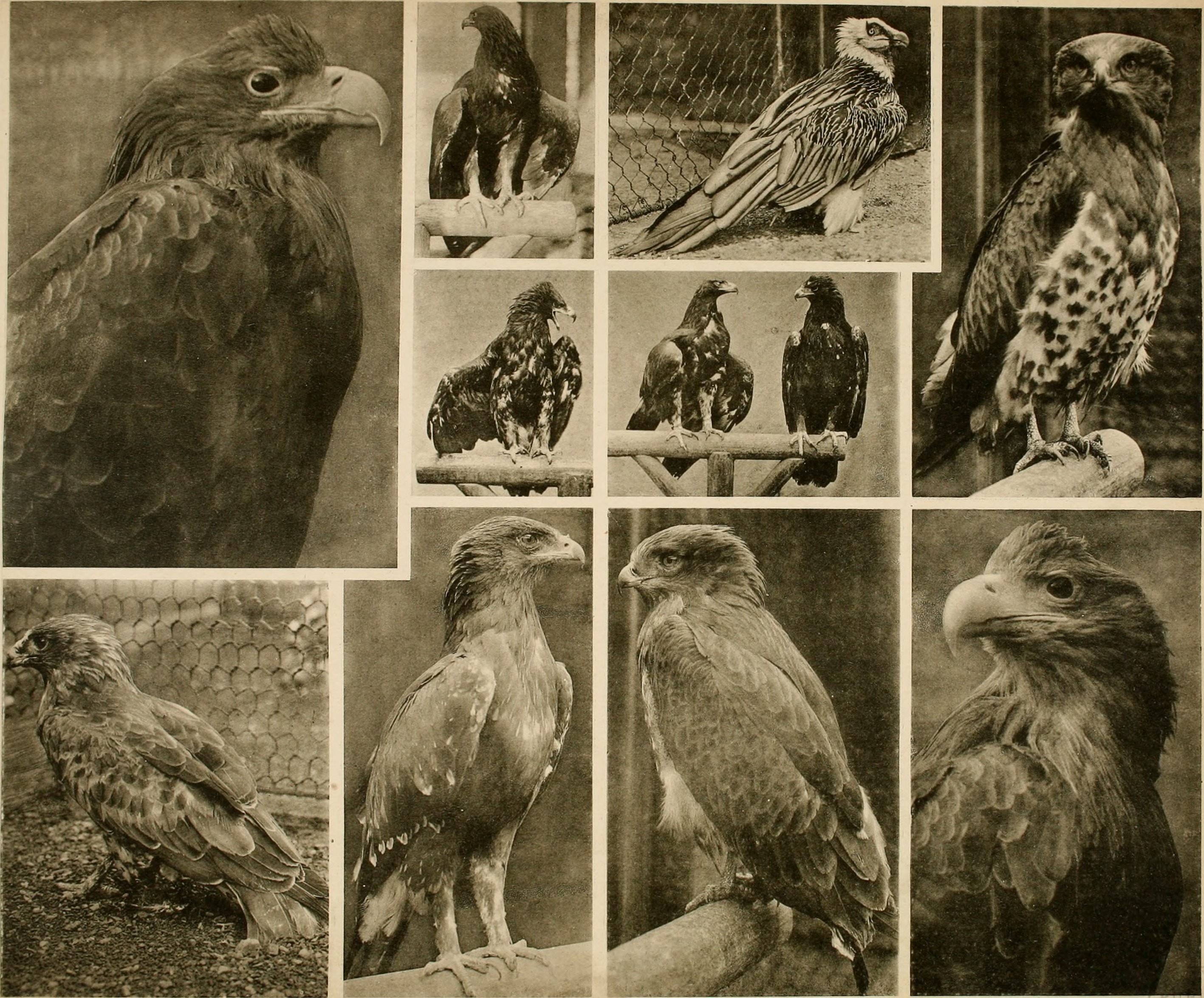 Das thierleben in Schönbrunn (1904) (20840641855)
