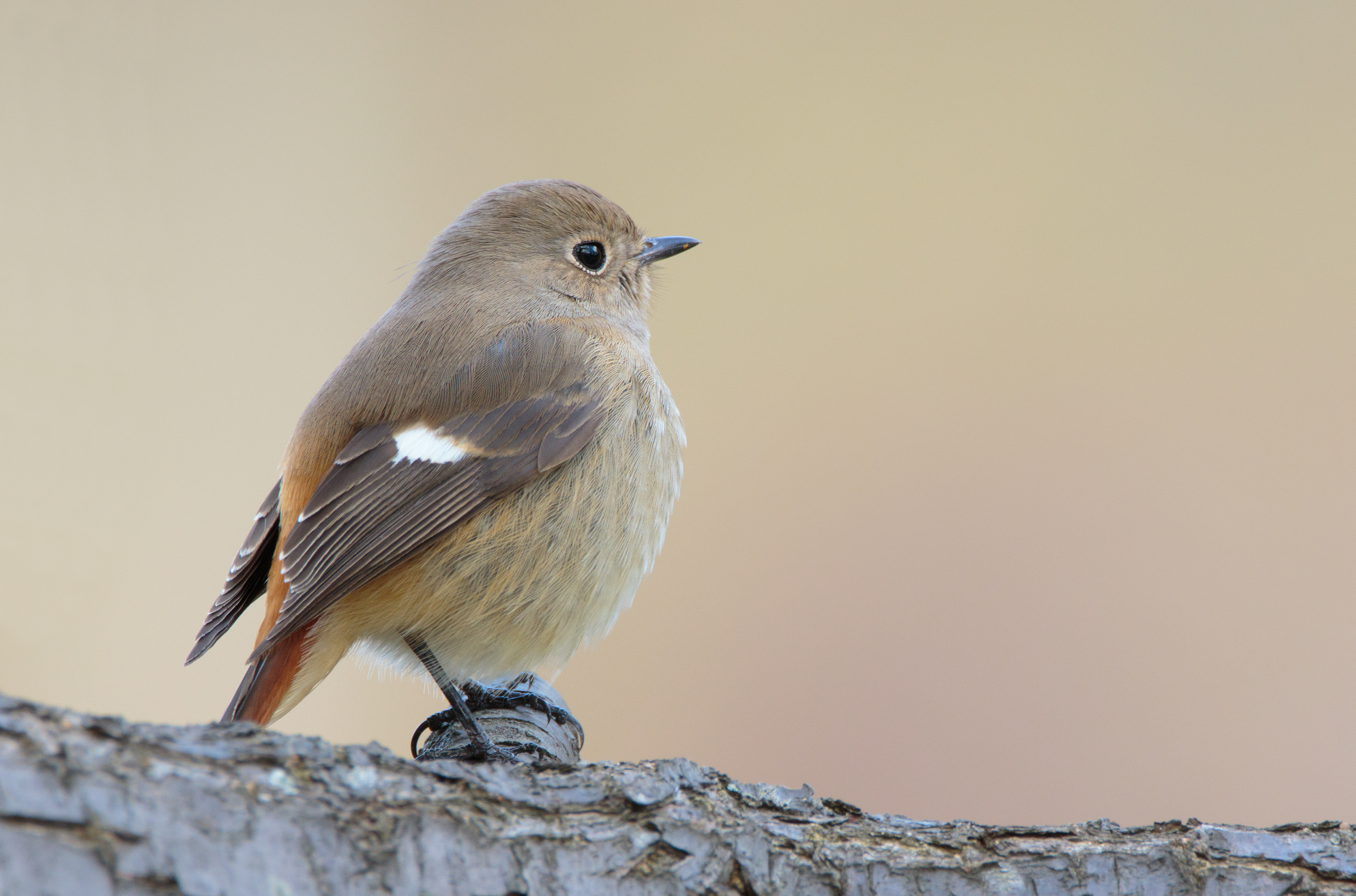 Daurian redstart (female) in Sakai, Osaka, February 2016