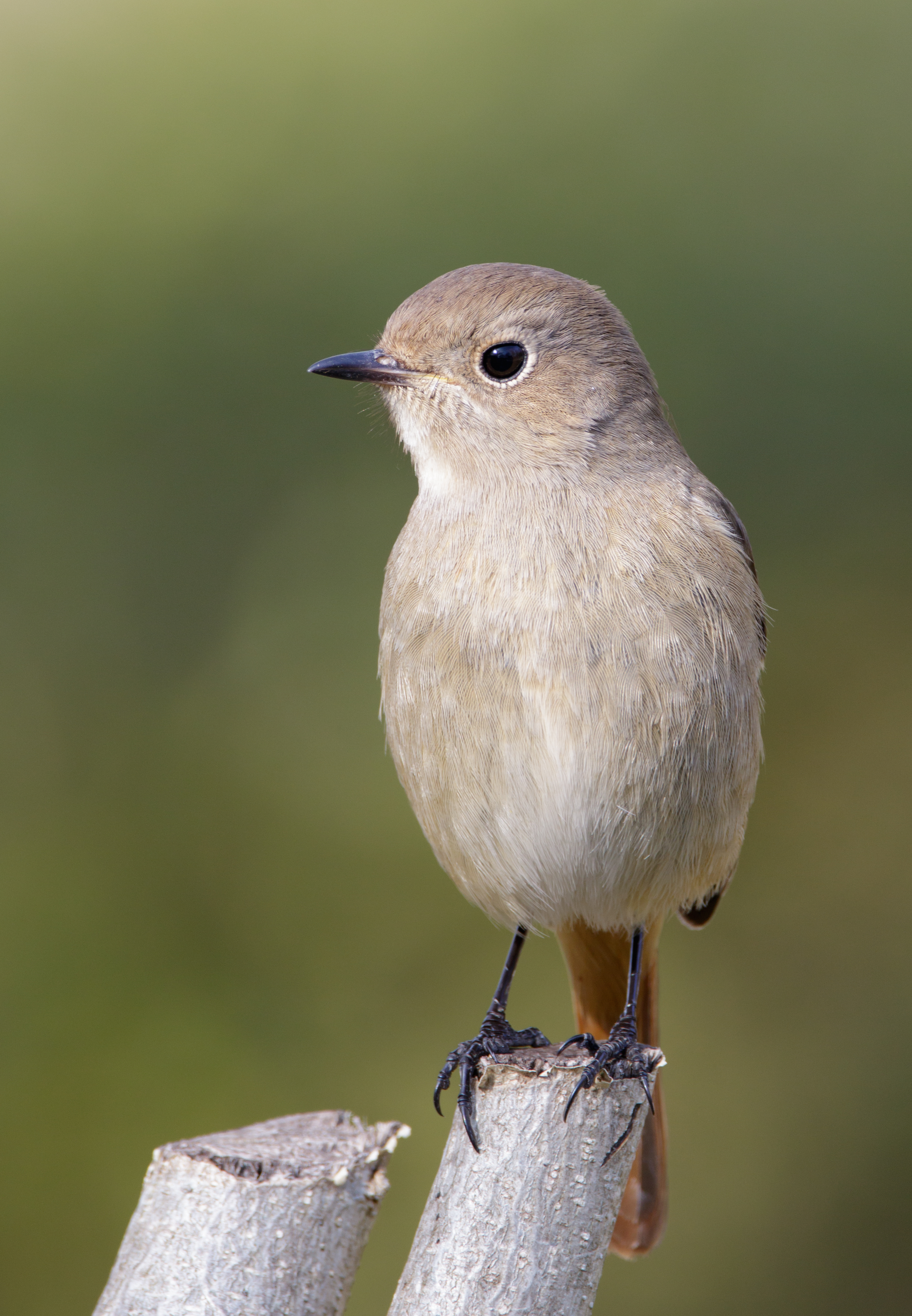 Daurian redstart (female) in Sakai, Osaka, February 2016 II