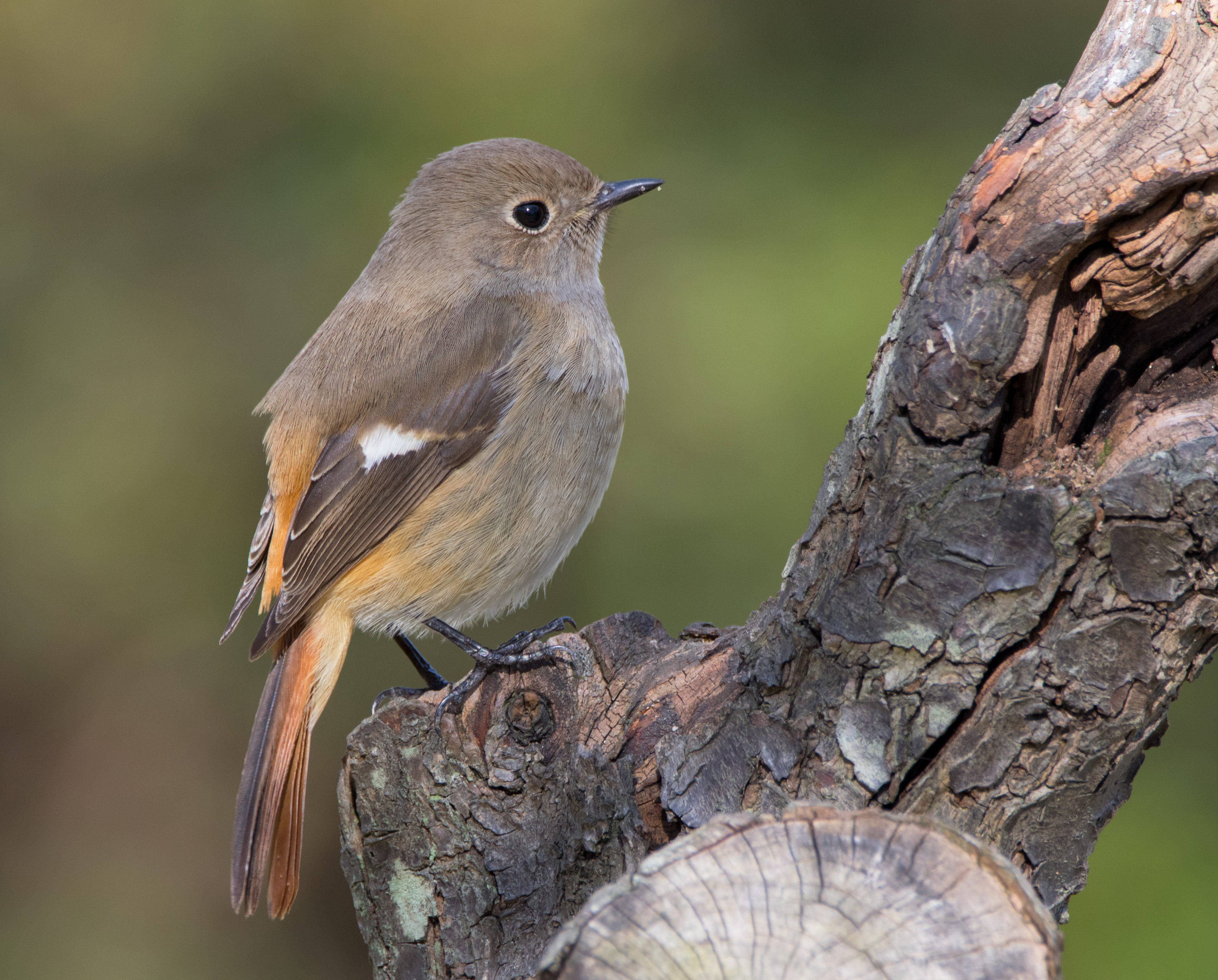 Daurian redstart (female) in Sakai, Osaka, February 2016 III