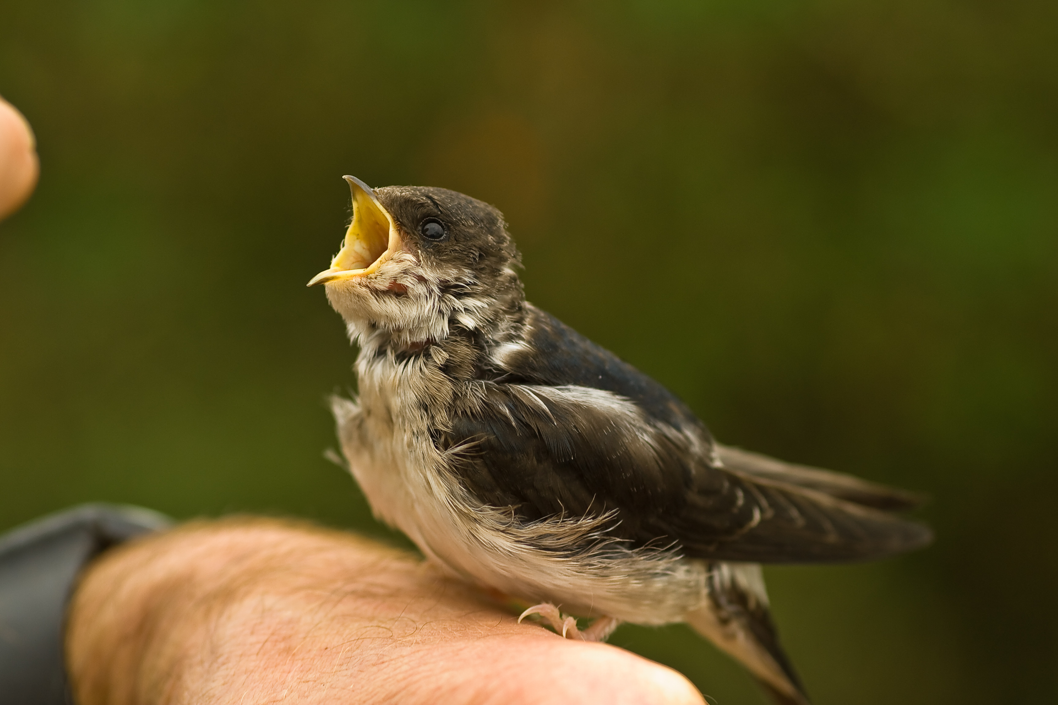 Delichon urbicum -chick -open mouth-8a