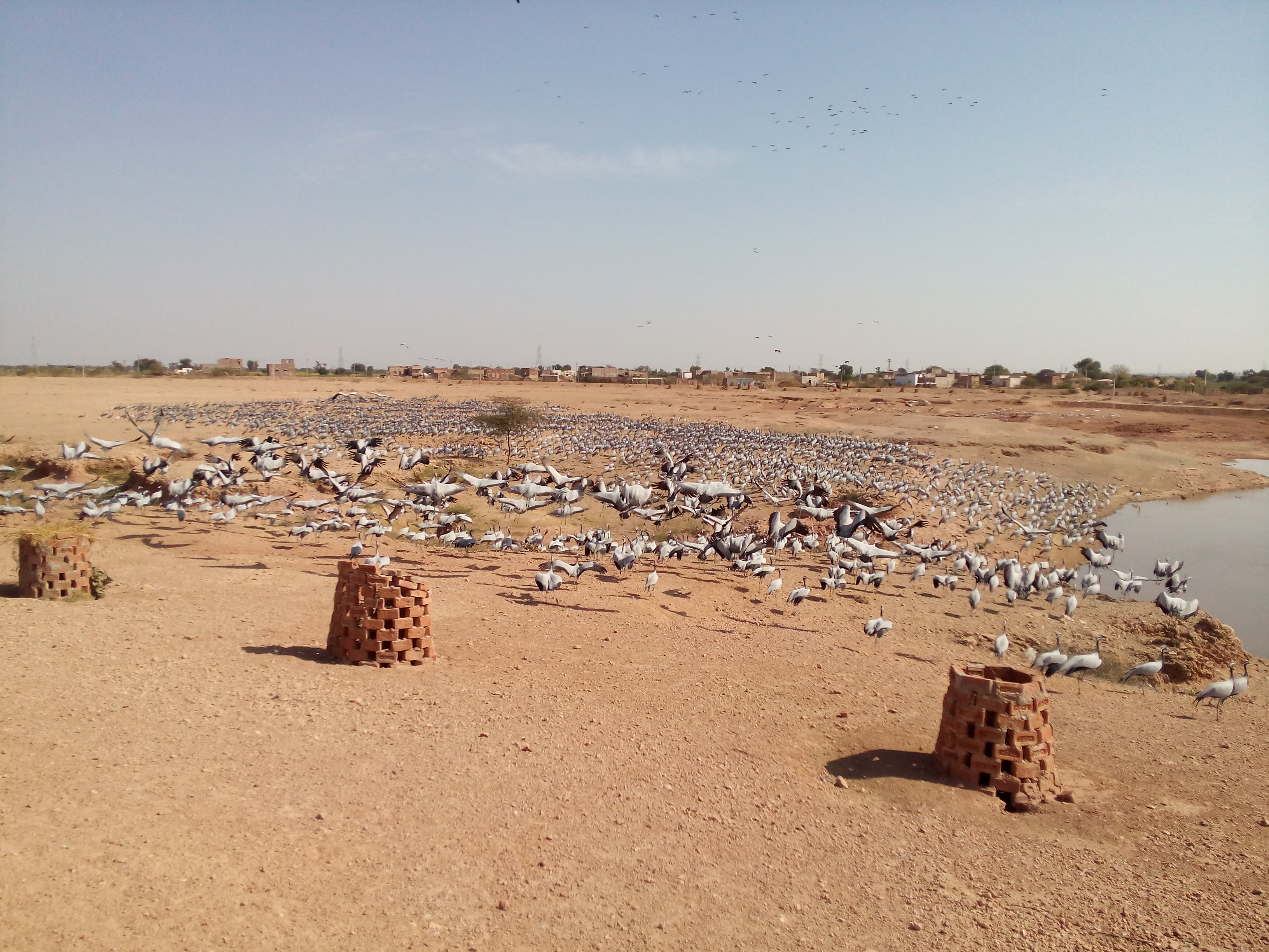Demoiselle Cranes at Khichan (3)