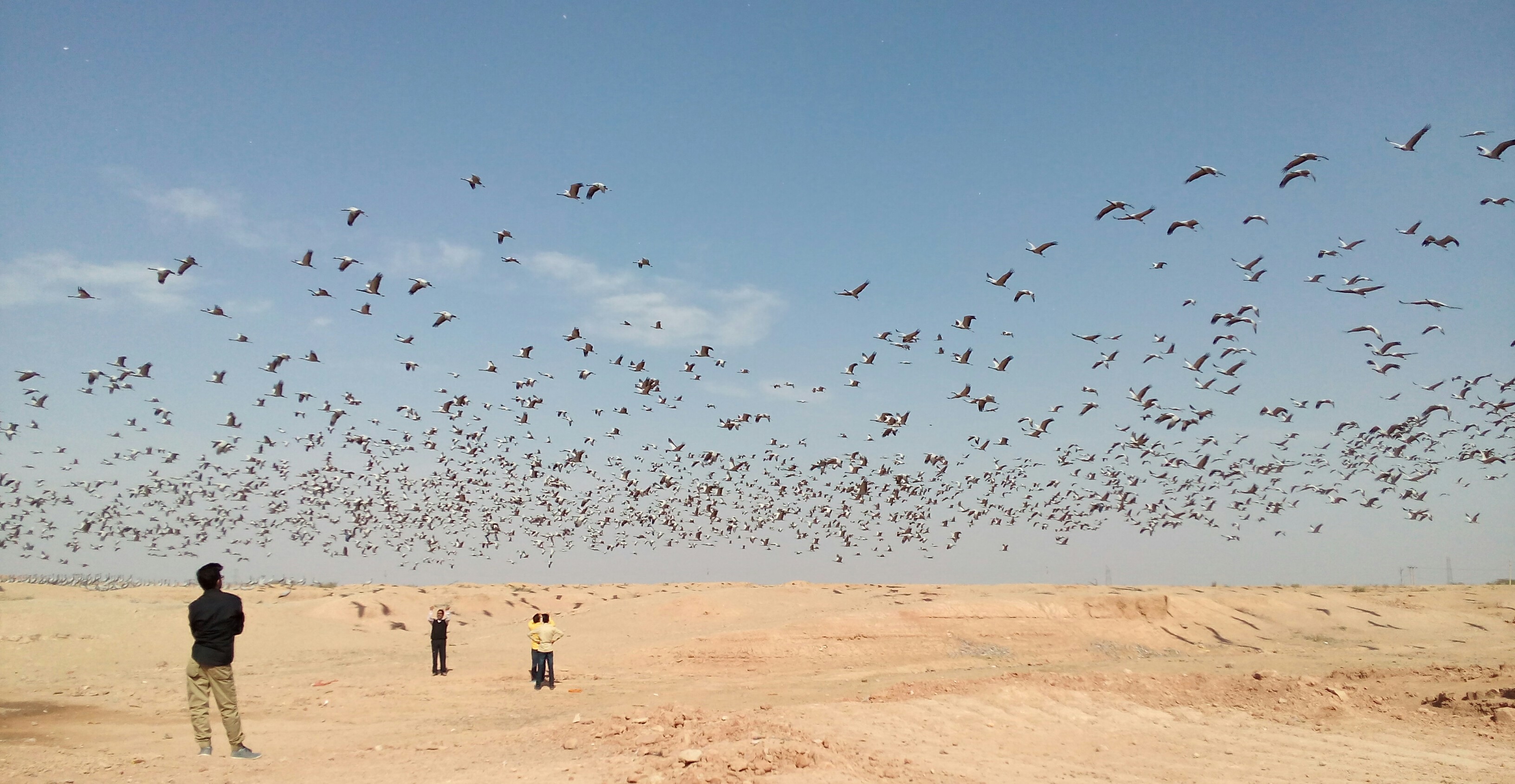 Demoiselle Cranes flying on the sky at Khichan