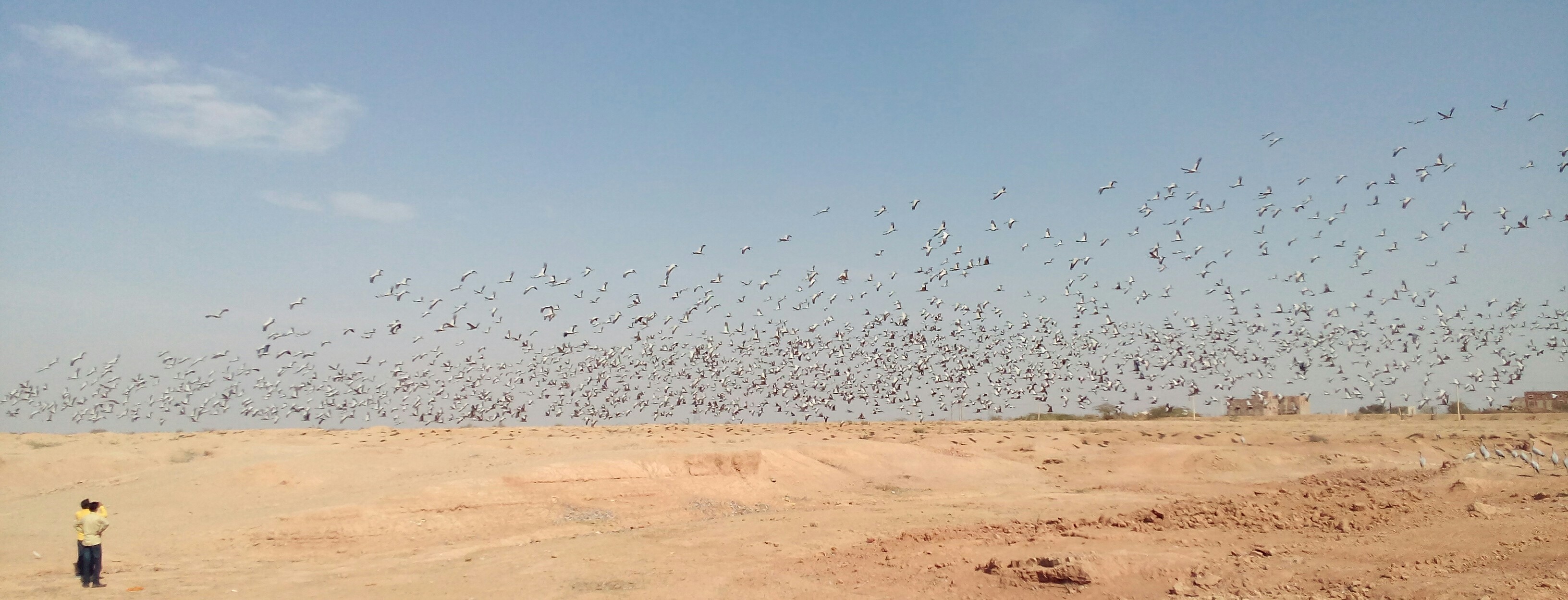 Demoiselle Cranes flying on the sky at Khichan (11)