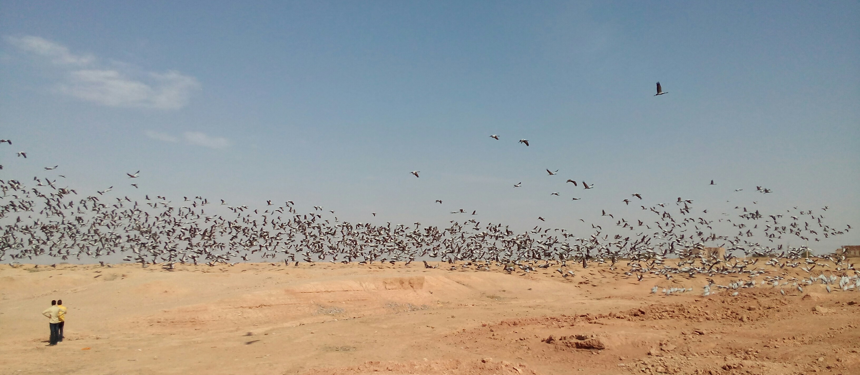Demoiselle Cranes flying on the sky at Khichan (12)