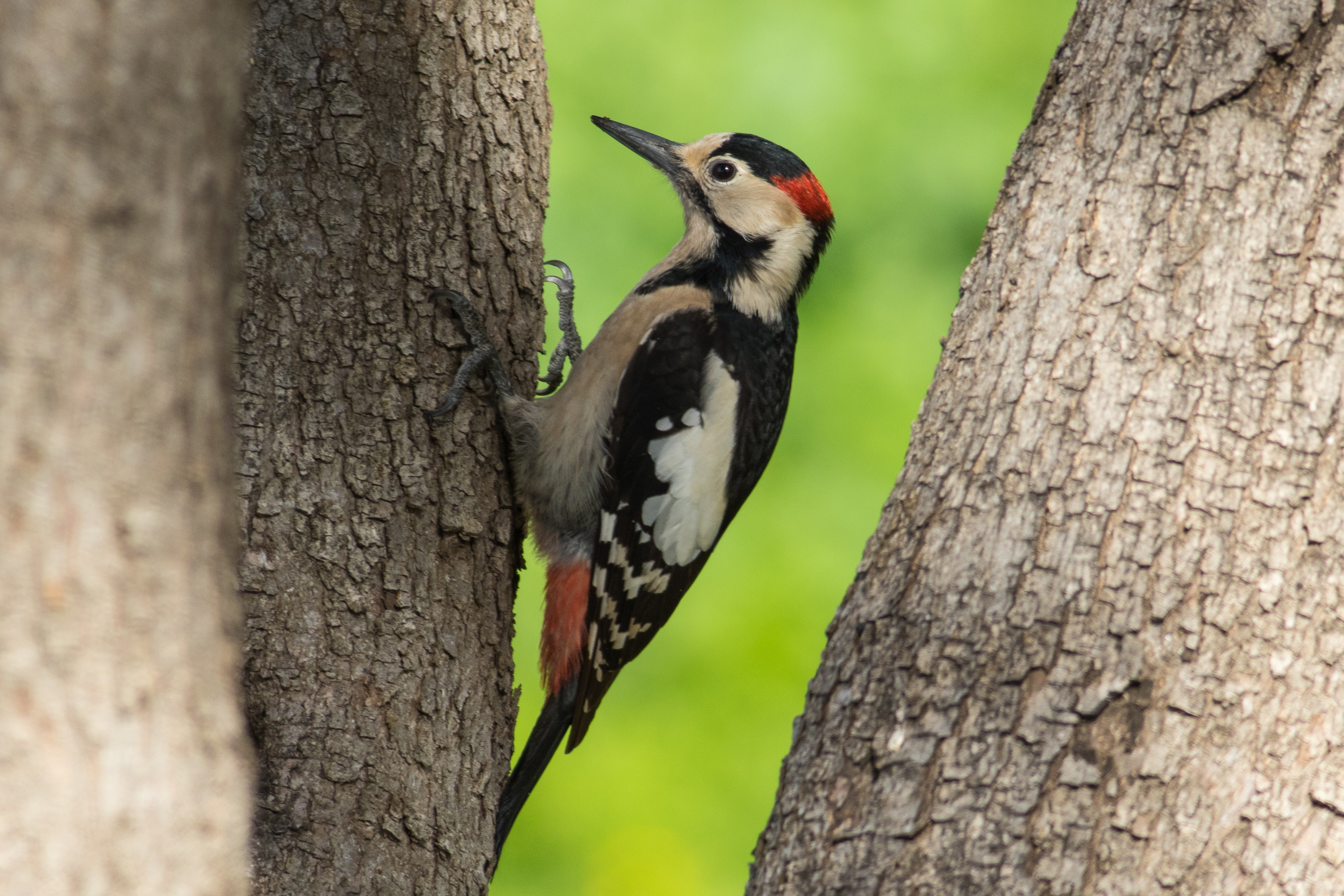 Dendrocopos syriacus, Israel 7