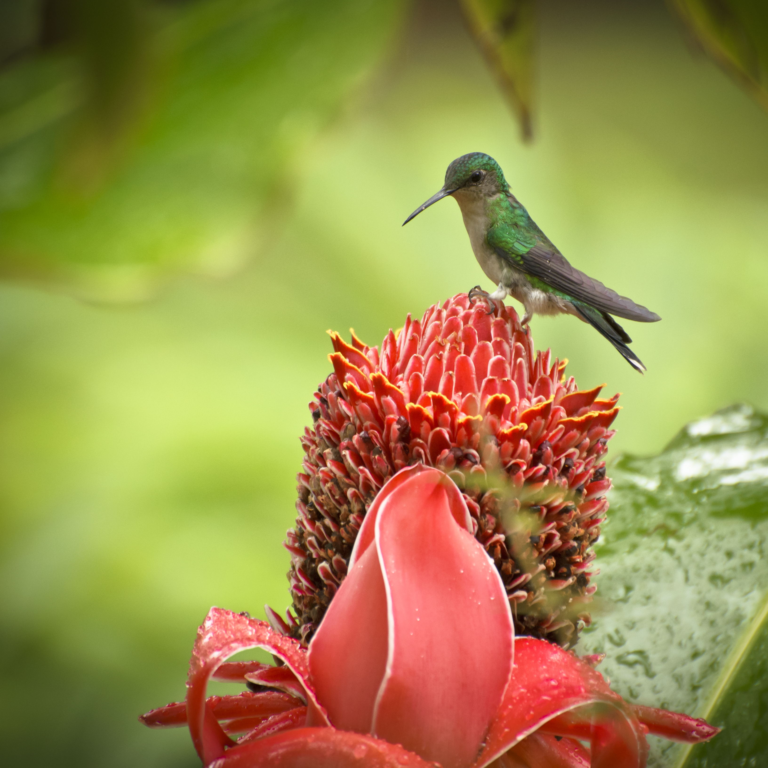 Descanso sobre a flor