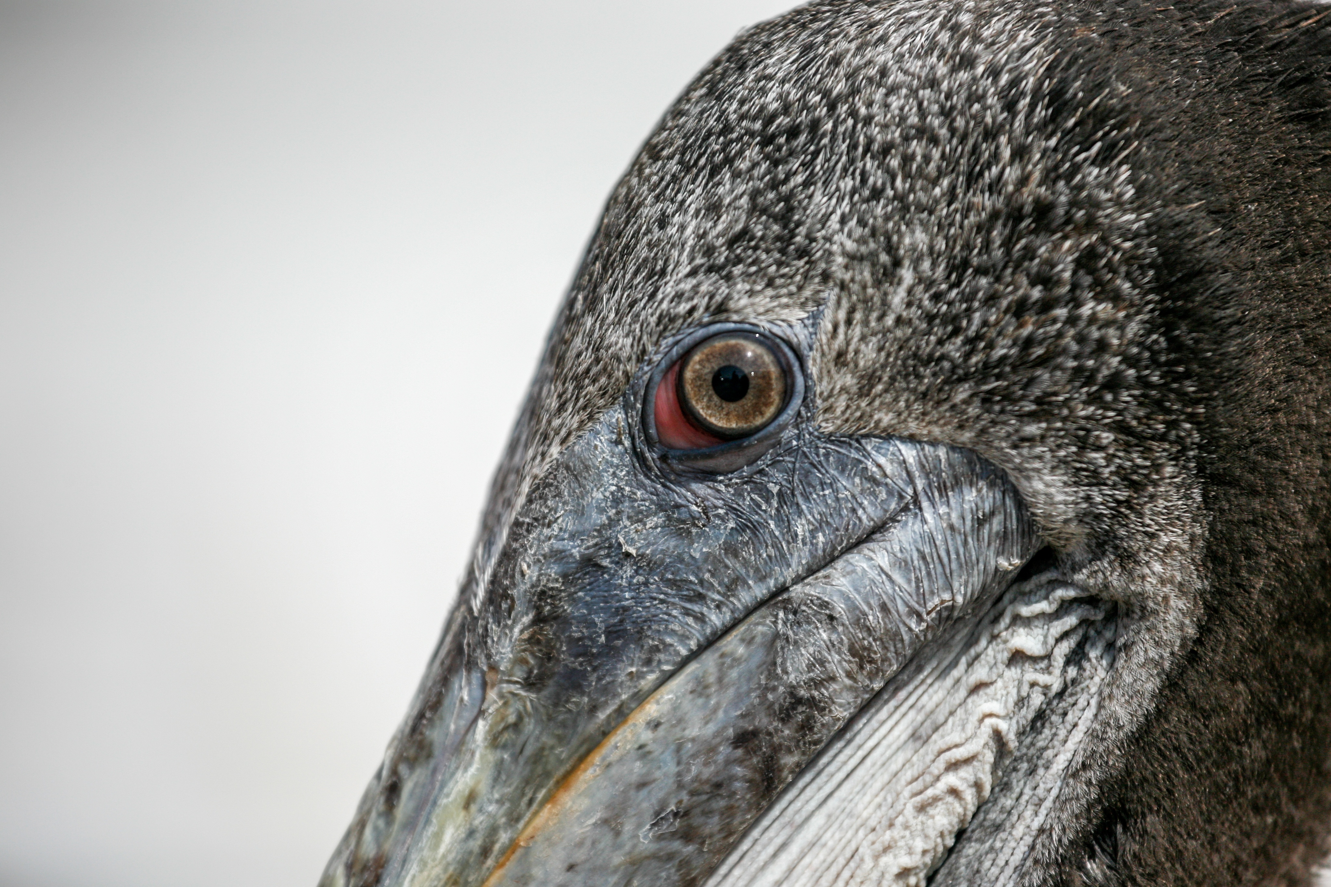 Detailed Pelican (7136997971)
