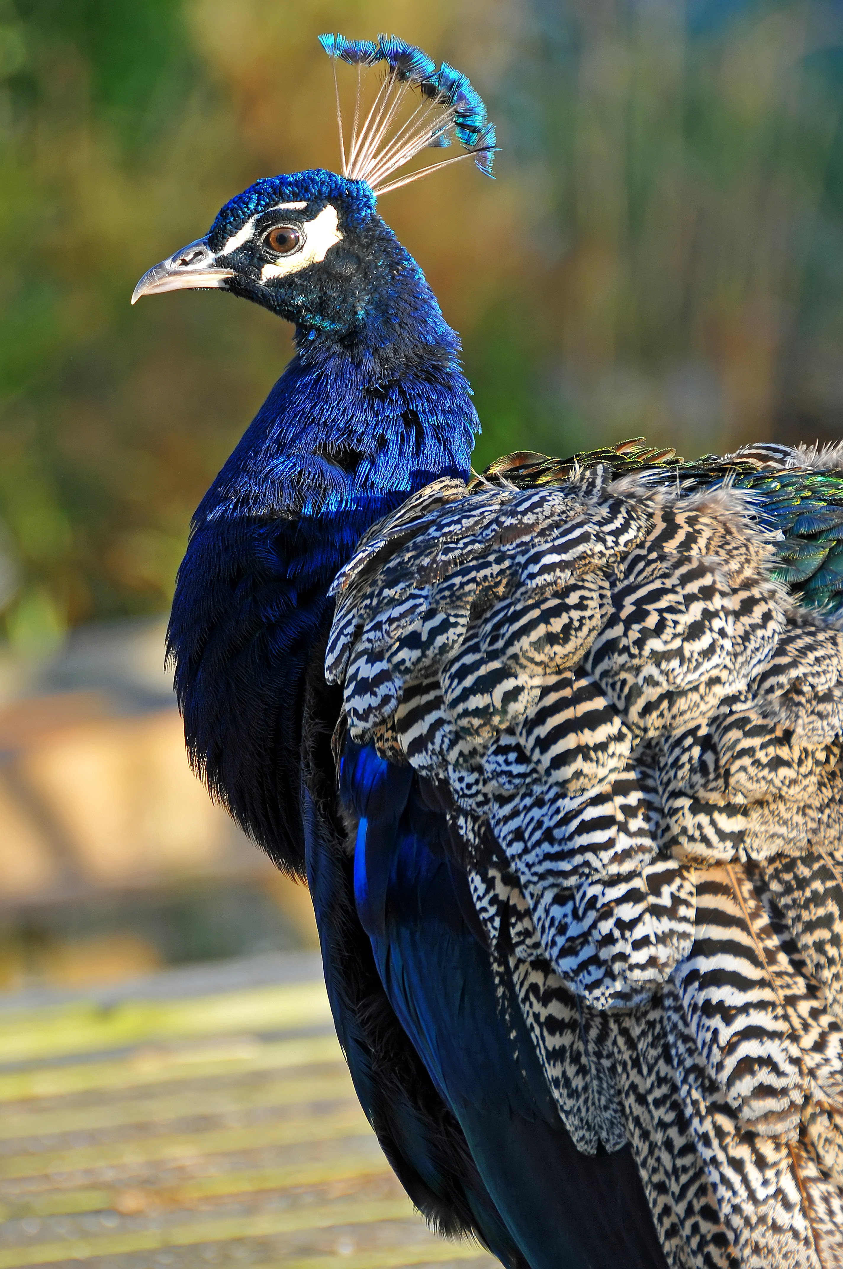 DGJ 4129 - Peacock (6179180044)