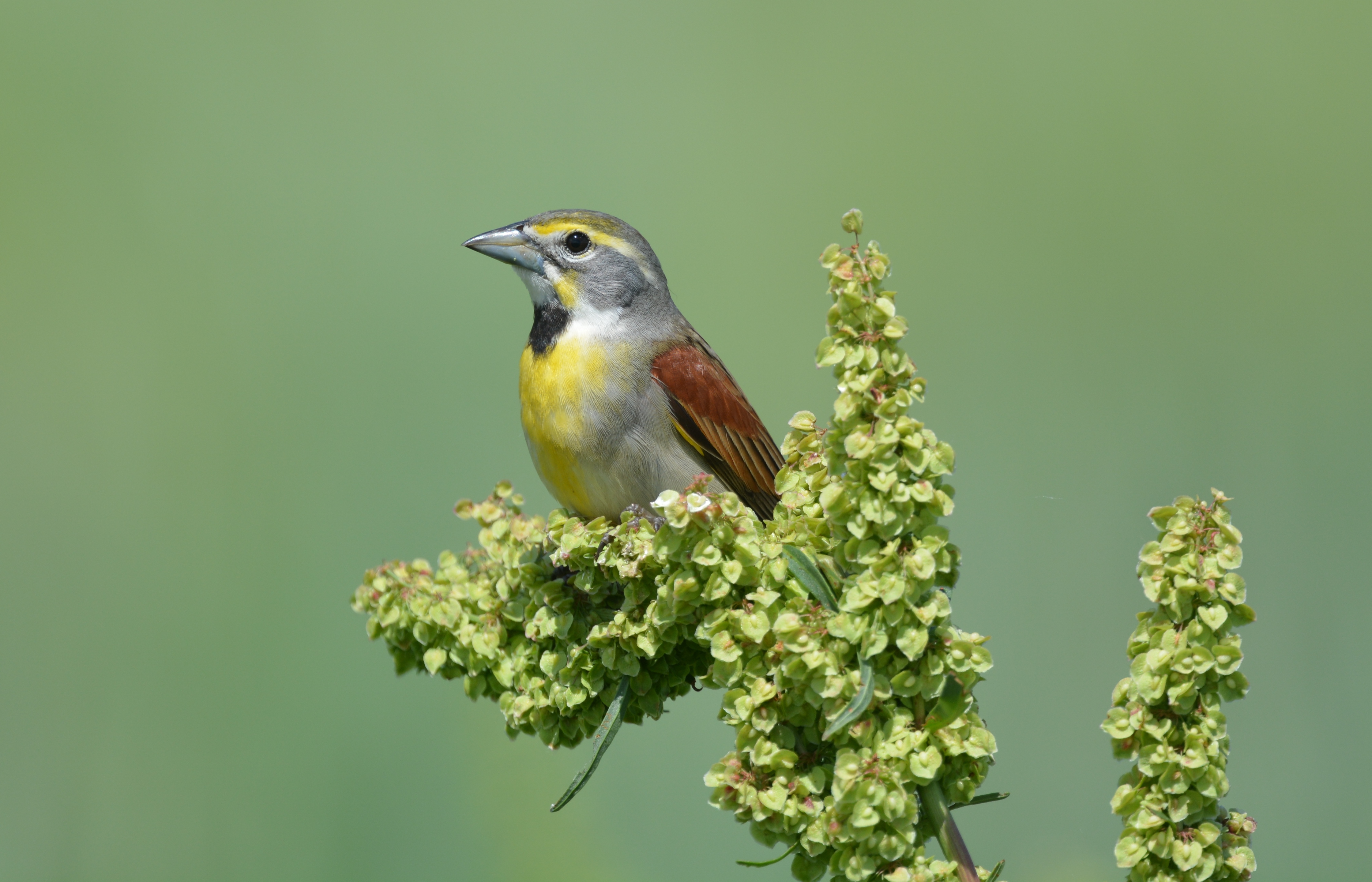 Dickcissel (works) (32484029652)