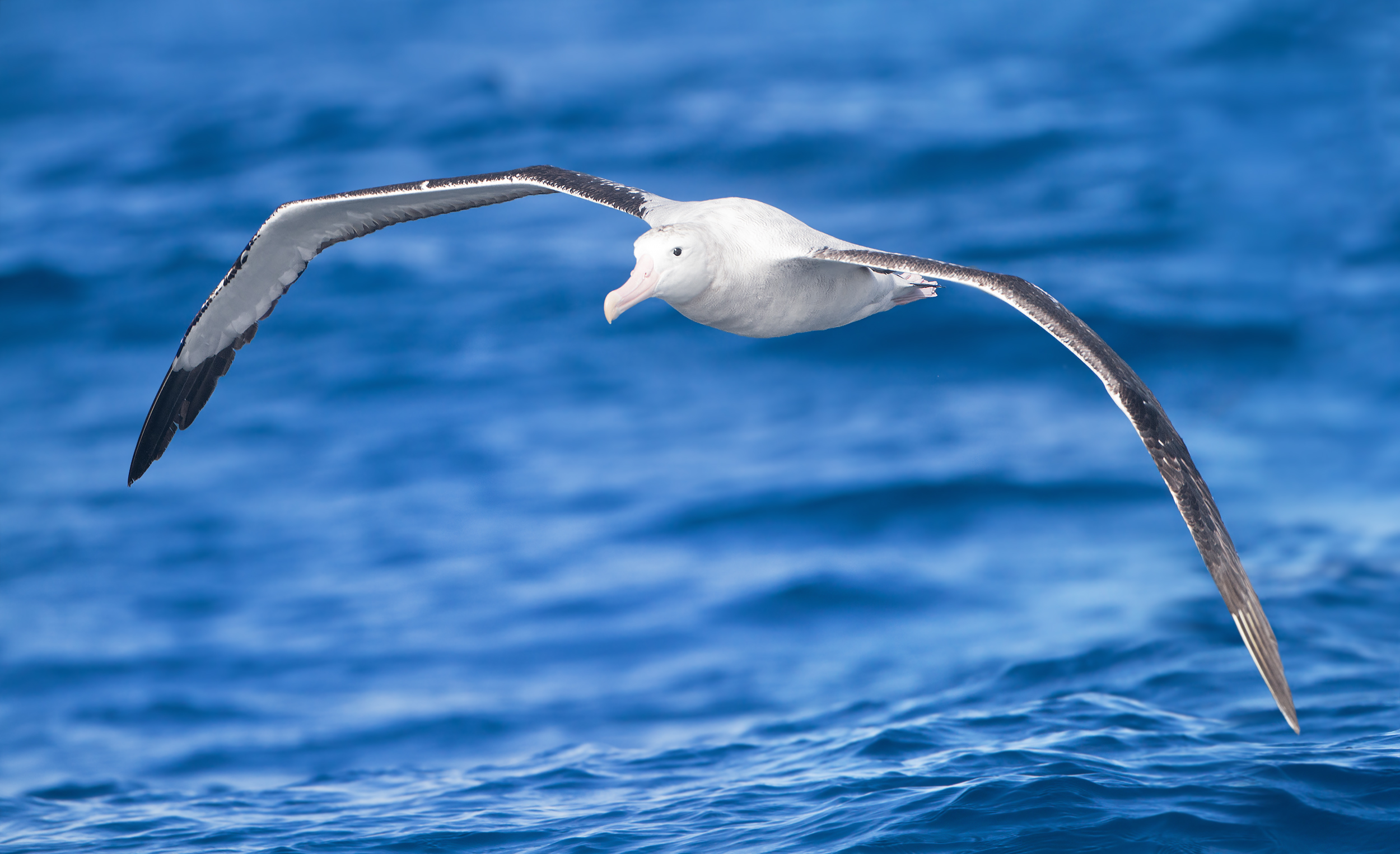 Diomedea exulans in flight - SE Tasmania