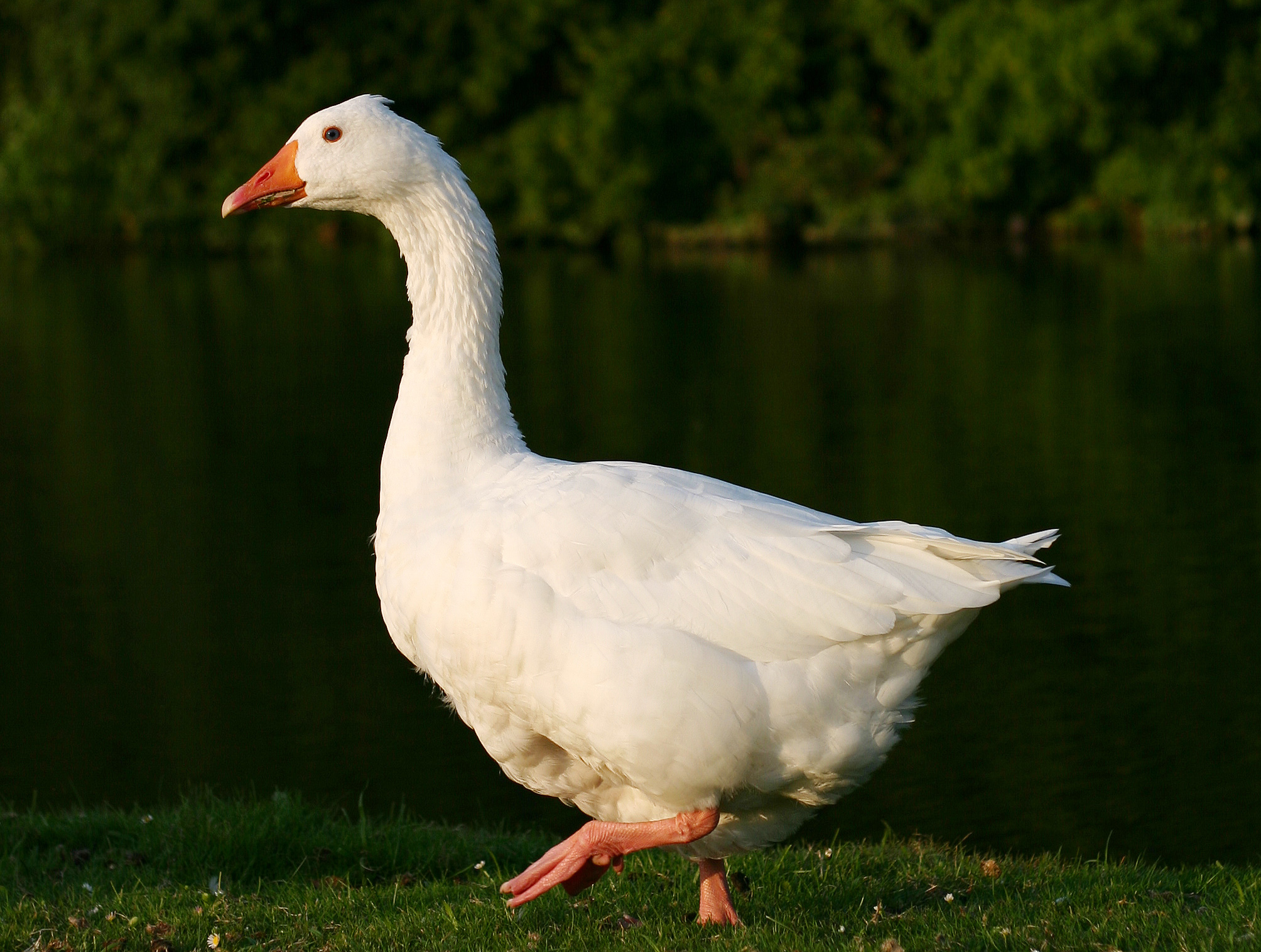 Domestic Goose (2)