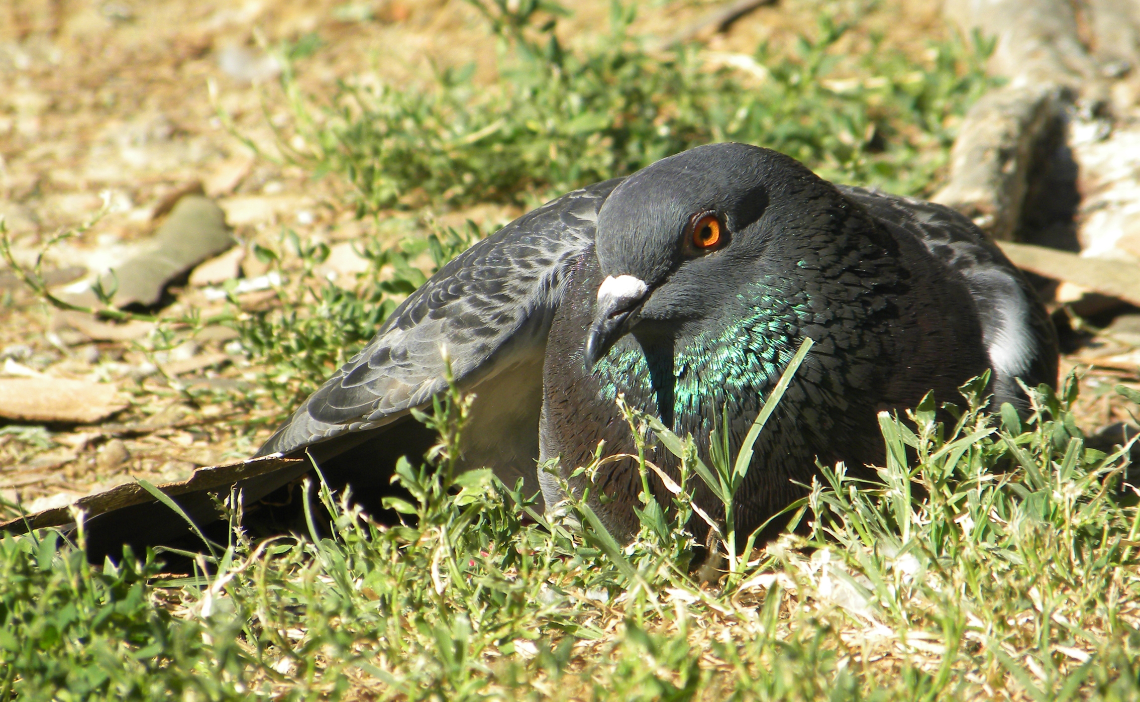 Domestic Pigeon (Columba livia f. domestica)