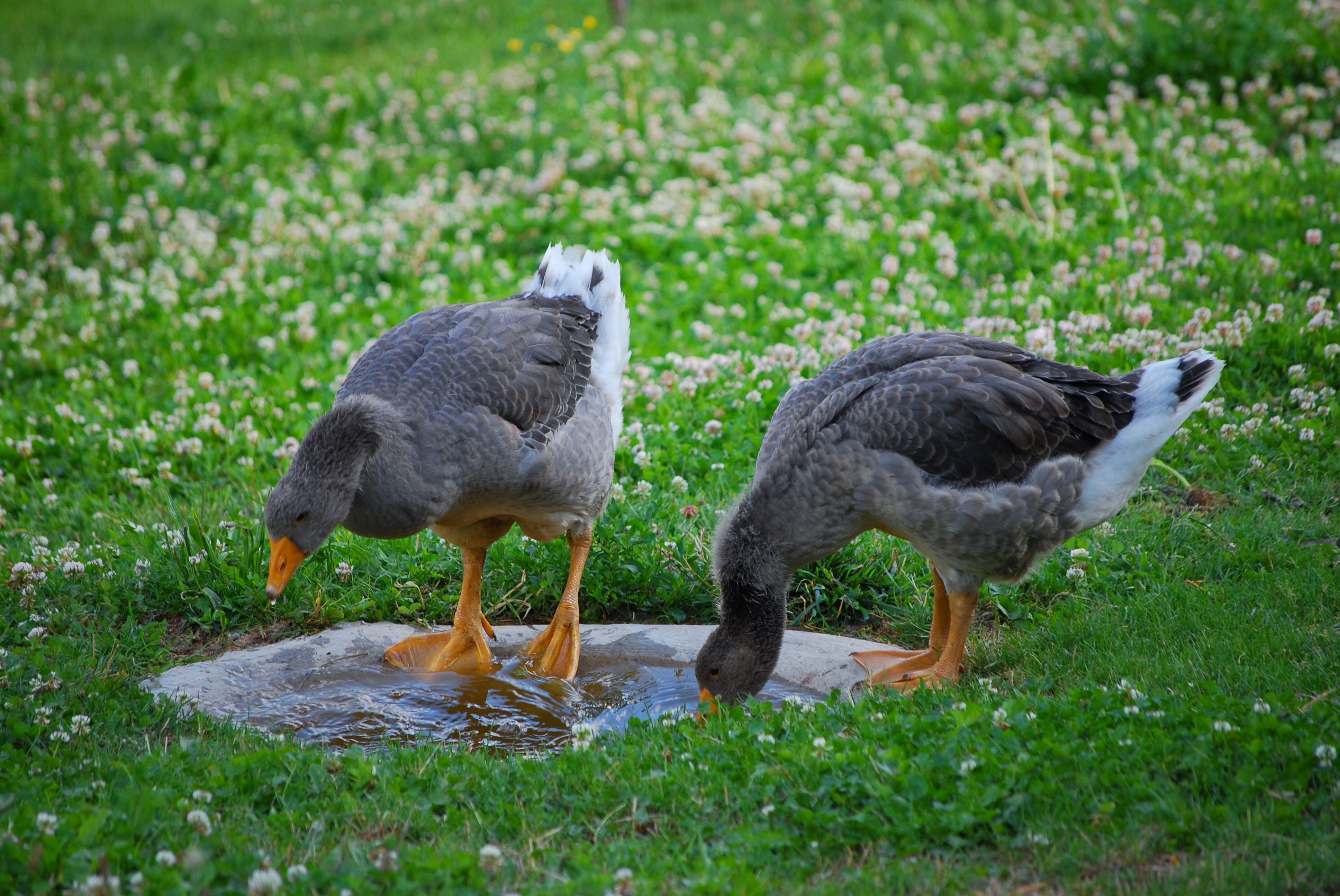 Domesticated geese