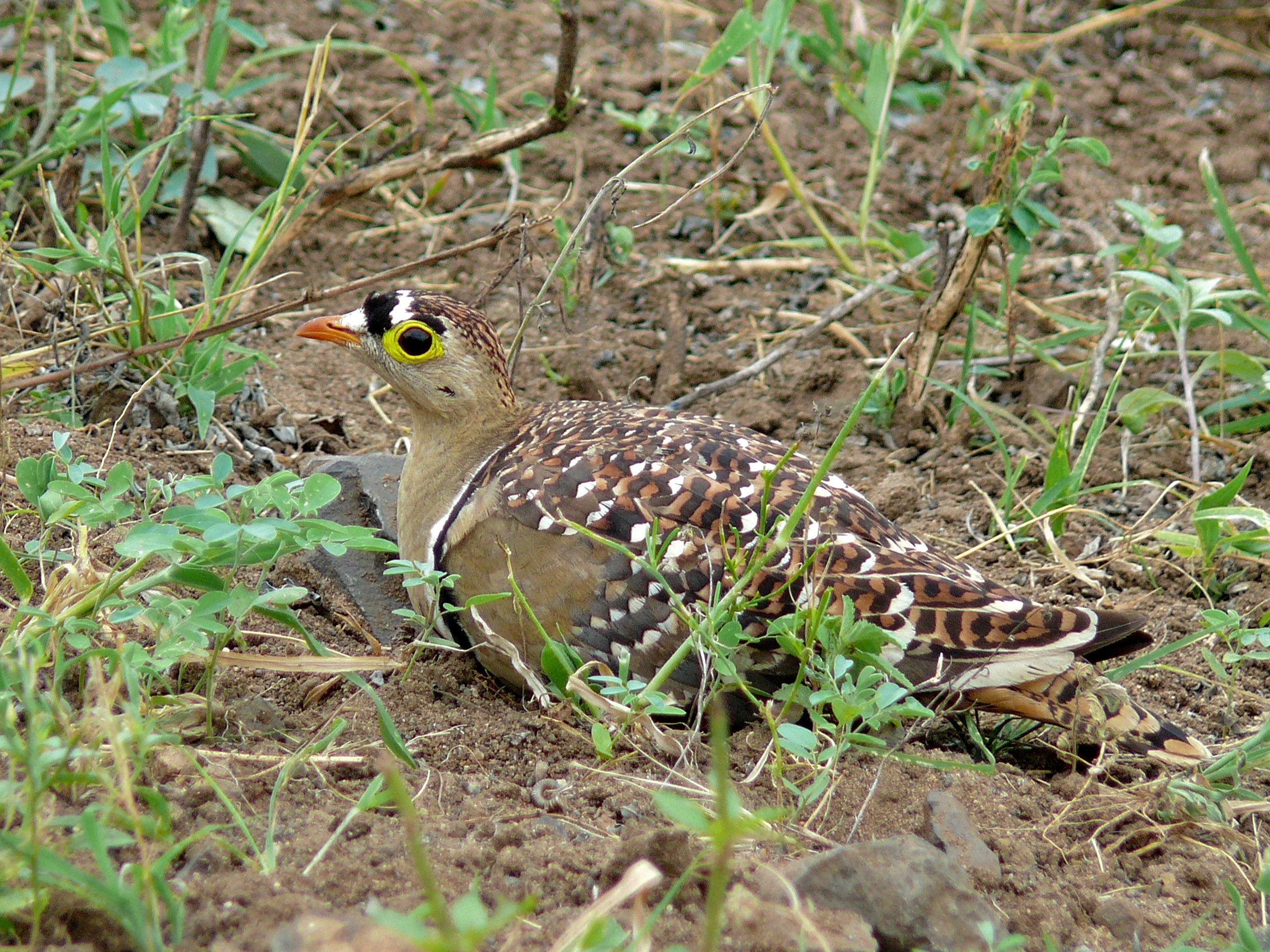 Double-banded Sandgrouse (Pterocles bicinctus) male (6041122781)