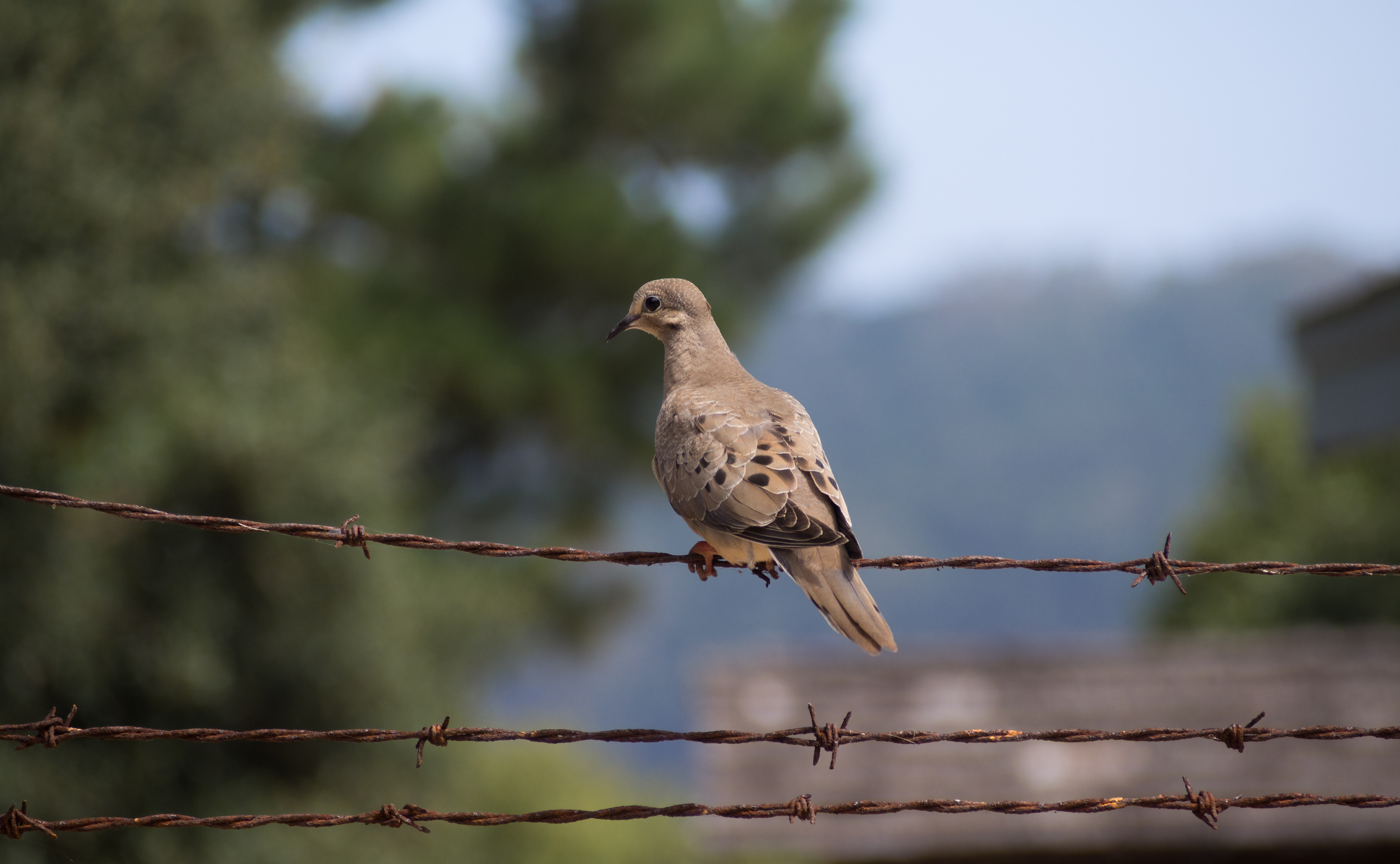 Dove on barbed wire on Angel Island (40067)
